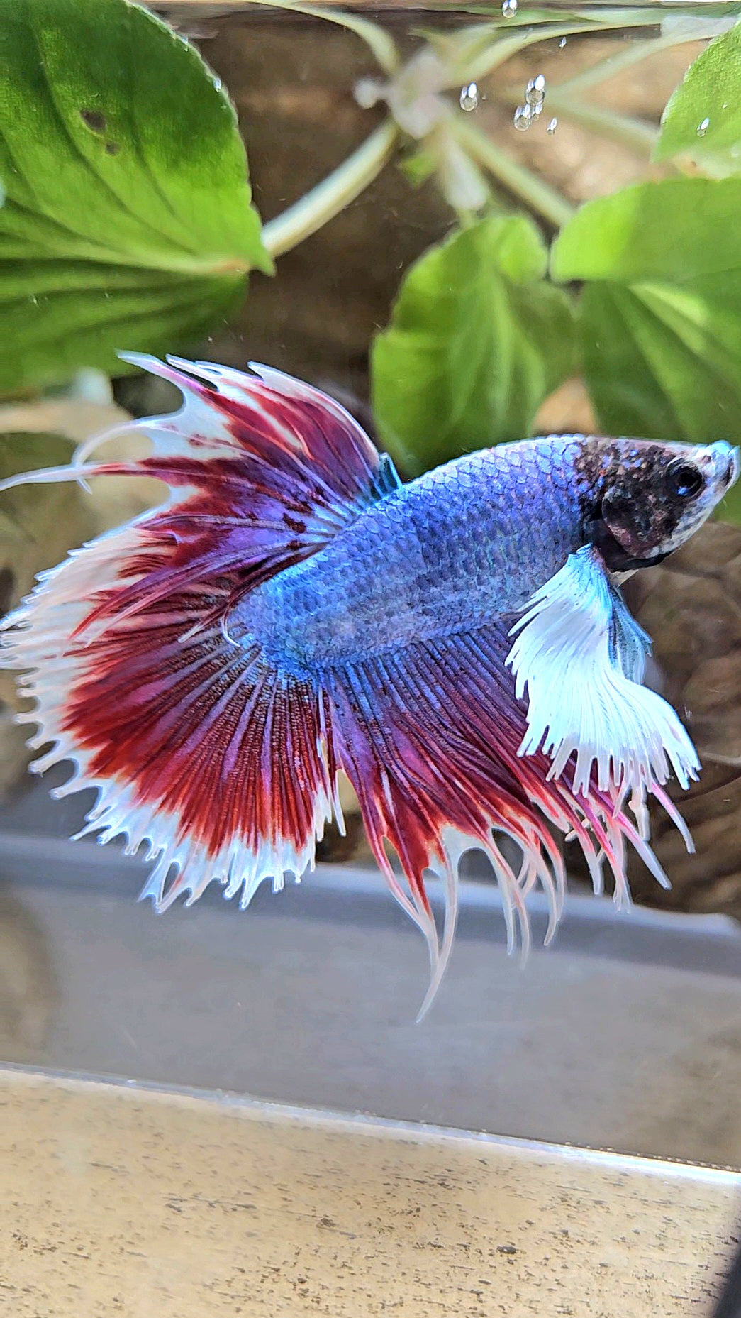 CROWNTAIL DUMBO EAR RED MASCOT BETTA FISH