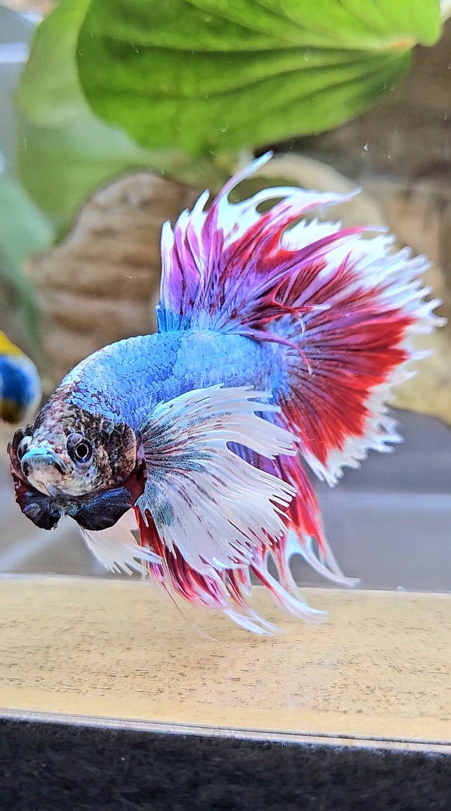 CROWNTAIL DUMBO EAR RED MASCOT BETTA FISH
