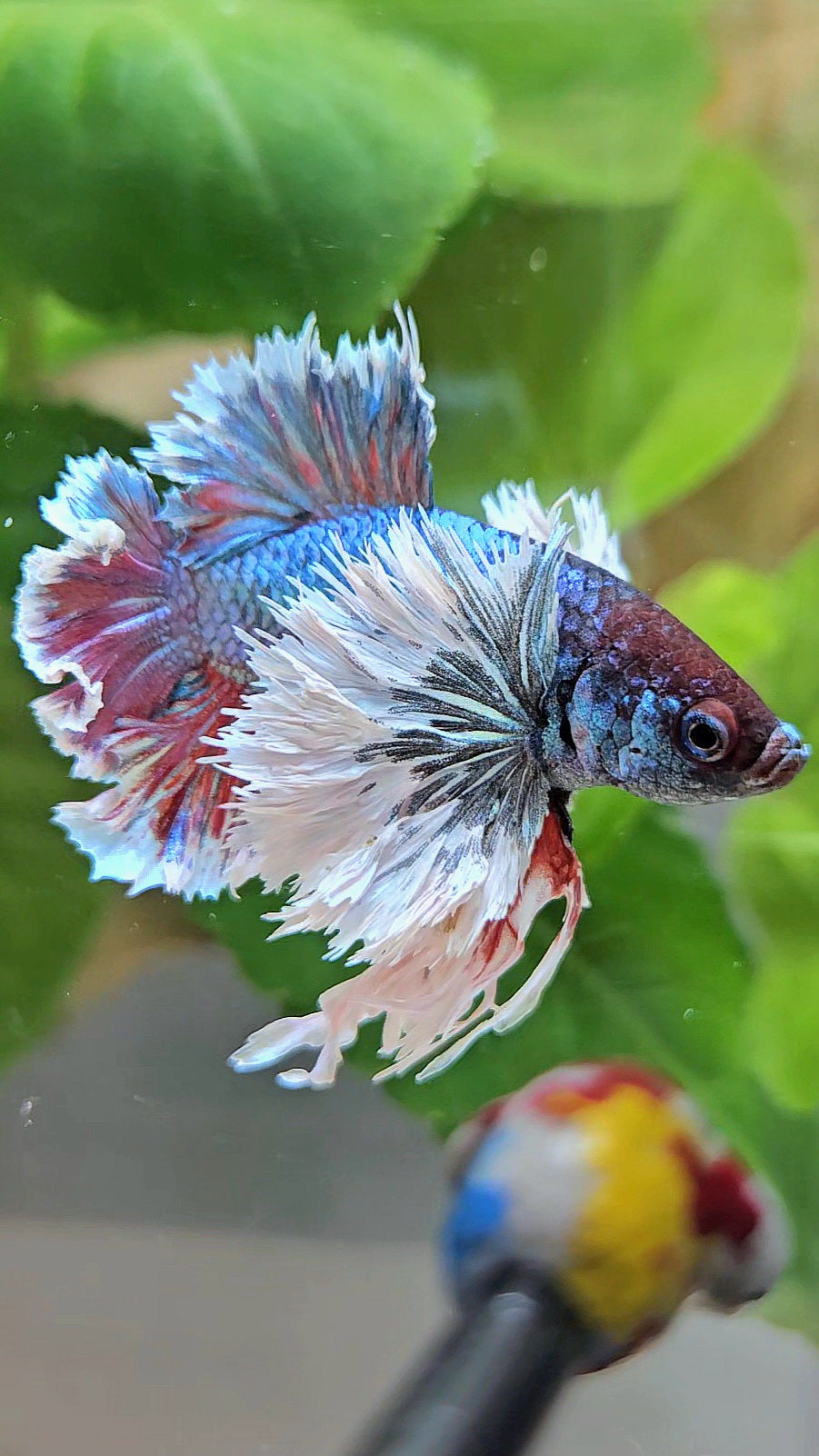 LUXURY KING PLAKAT ROSETAIL SUPER DUMBO EAR TURQUOISE BETTA FISH