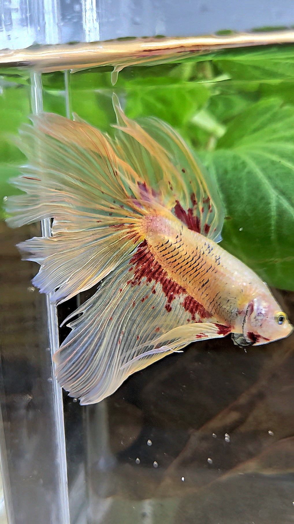 HALFMOON YELLOW SUPER VANDA BETTA FISH