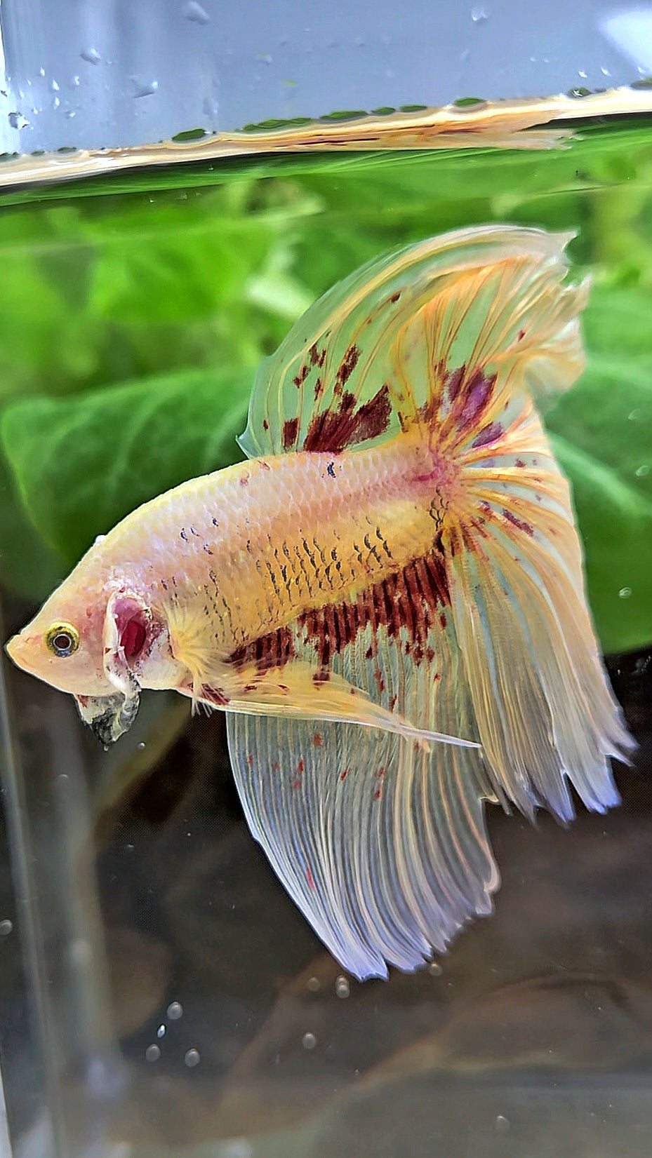 HALFMOON YELLOW SUPER VANDA BETTA FISH