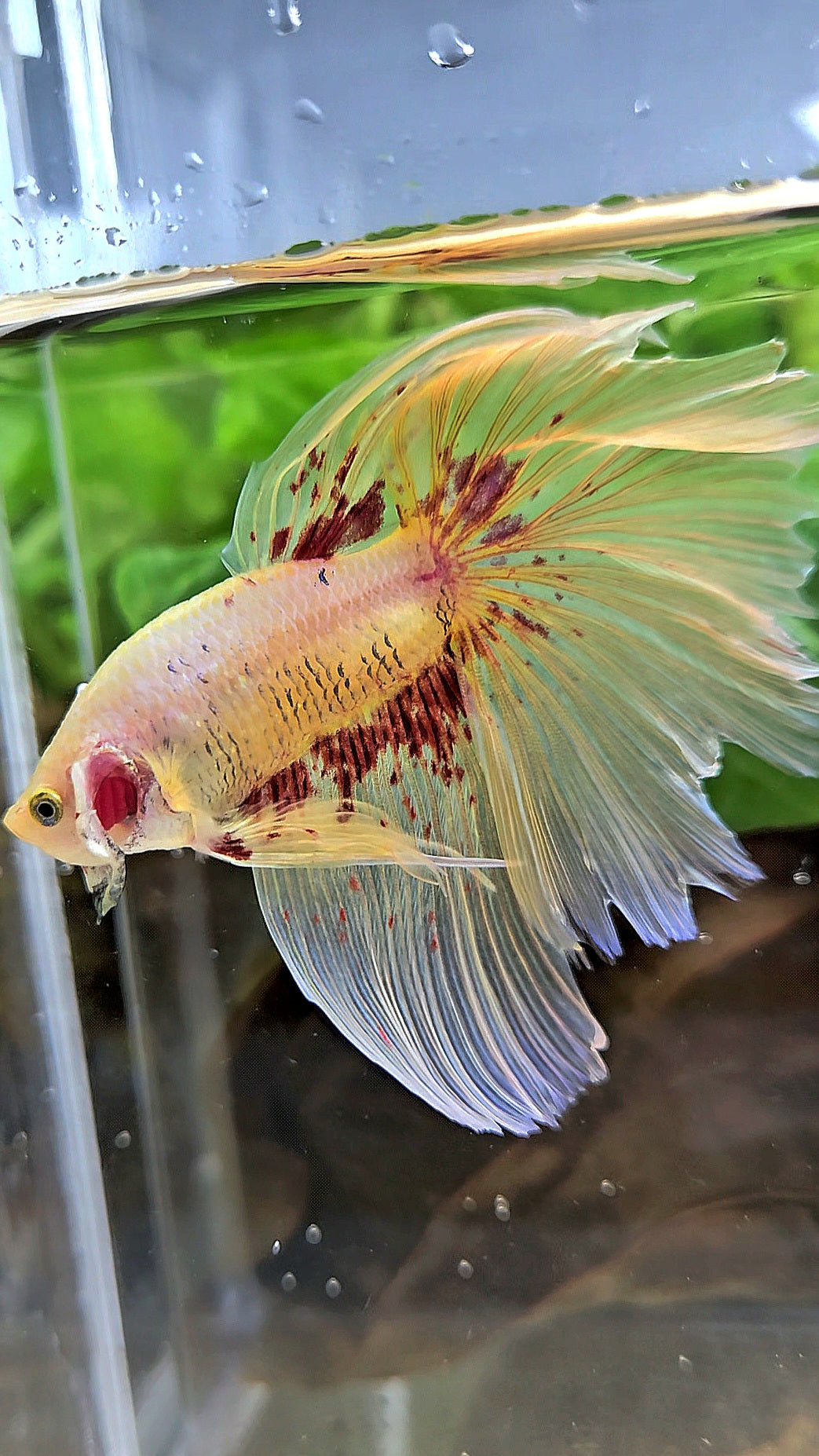 HALFMOON YELLOW SUPER VANDA BETTA FISH