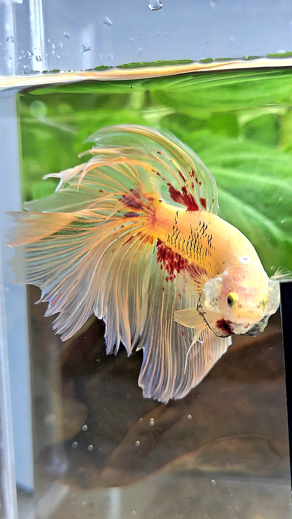 HALFMOON YELLOW SUPER VANDA BETTA FISH