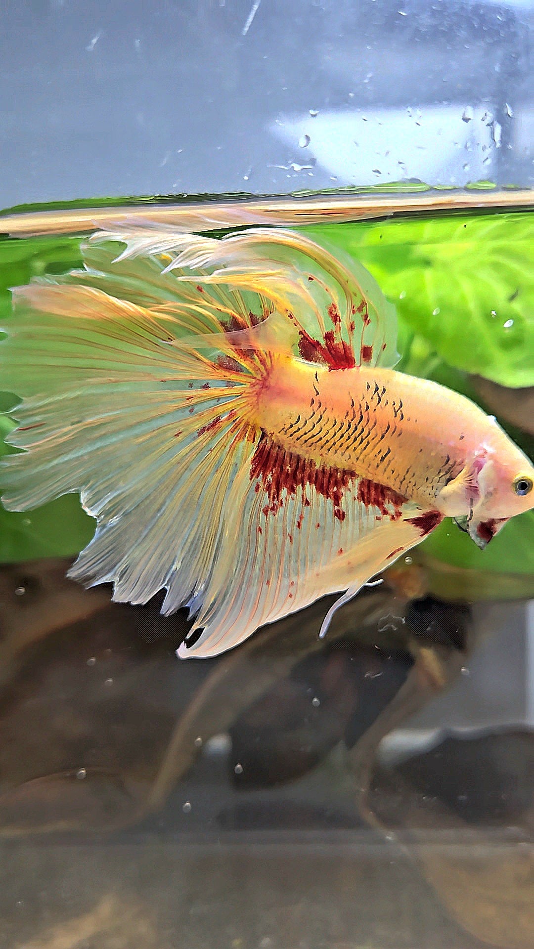 HALFMOON YELLOW SUPER VANDA BETTA FISH