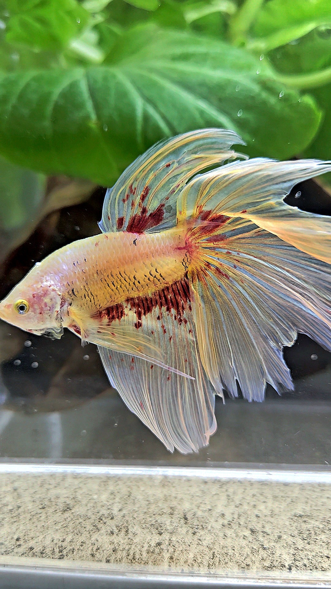 HALFMOON YELLOW SUPER VANDA BETTA FISH