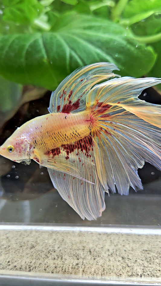 HALFMOON YELLOW SUPER VANDA BETTA FISH