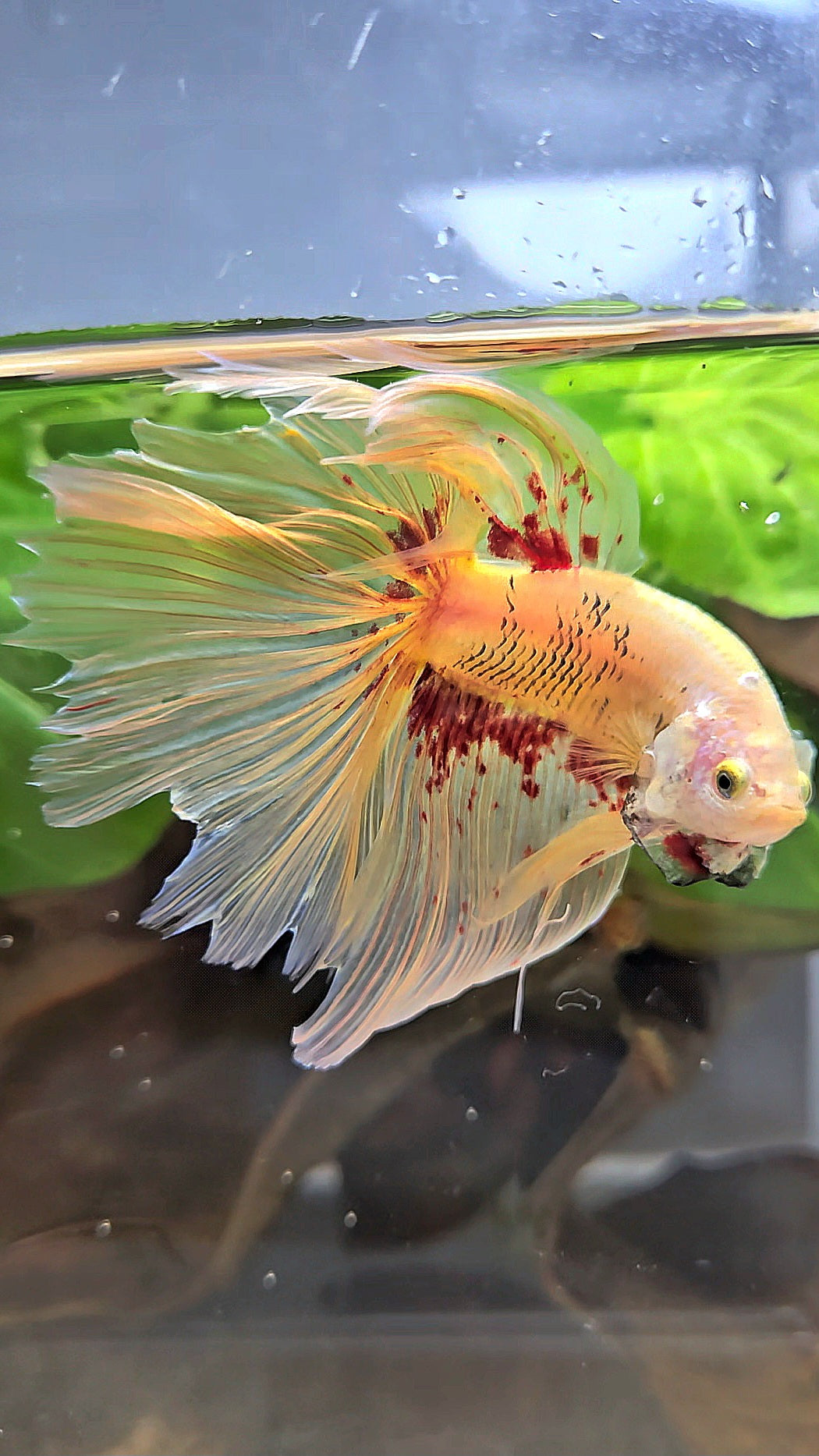 HALFMOON YELLOW SUPER VANDA BETTA FISH
