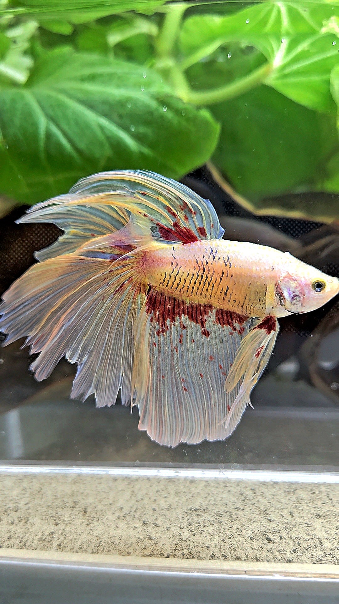 HALFMOON YELLOW SUPER VANDA BETTA FISH