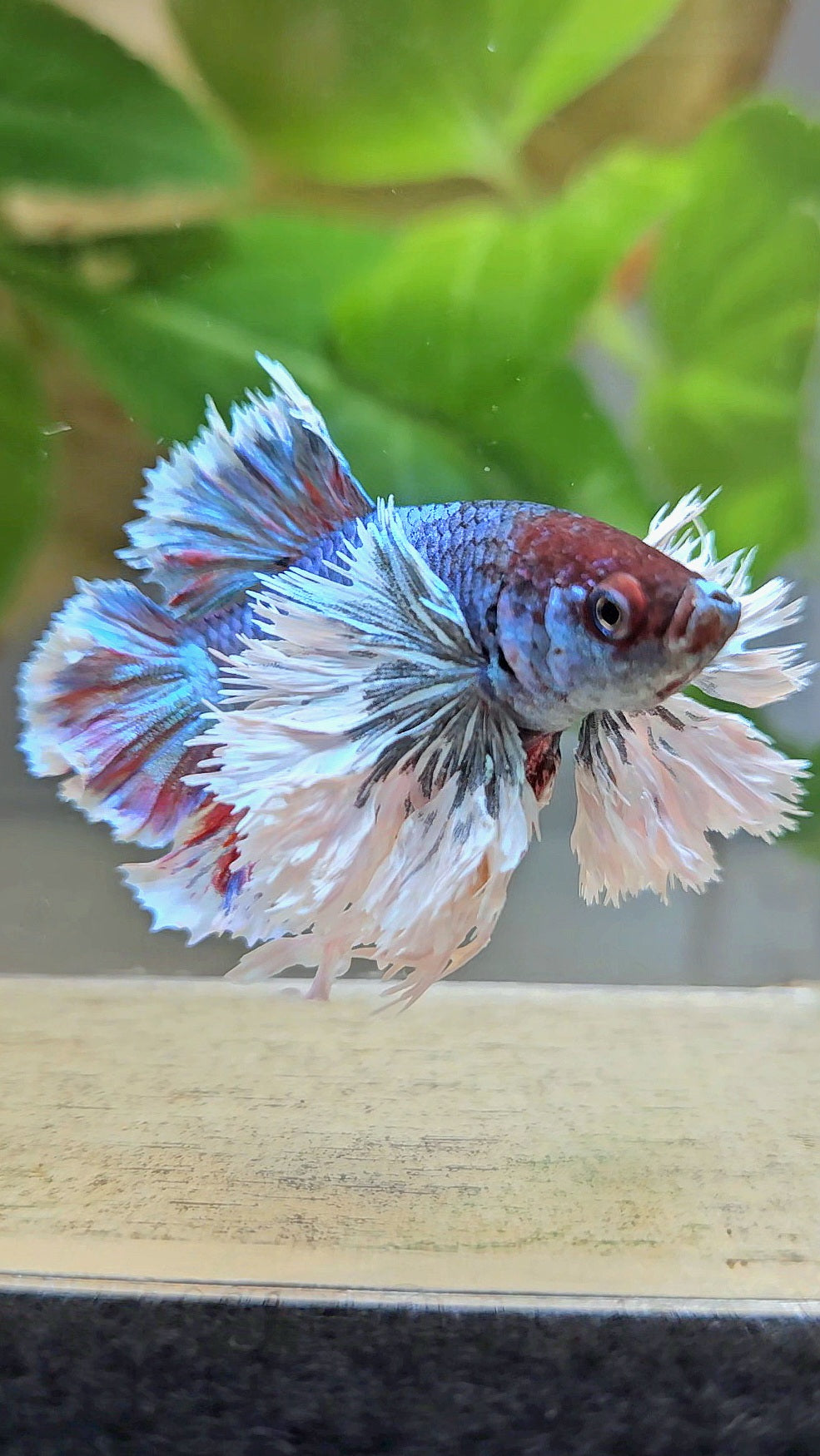LUXURY KING PLAKAT ROSETAIL SUPER DUMBO EAR TURQUOISE BETTA FISH