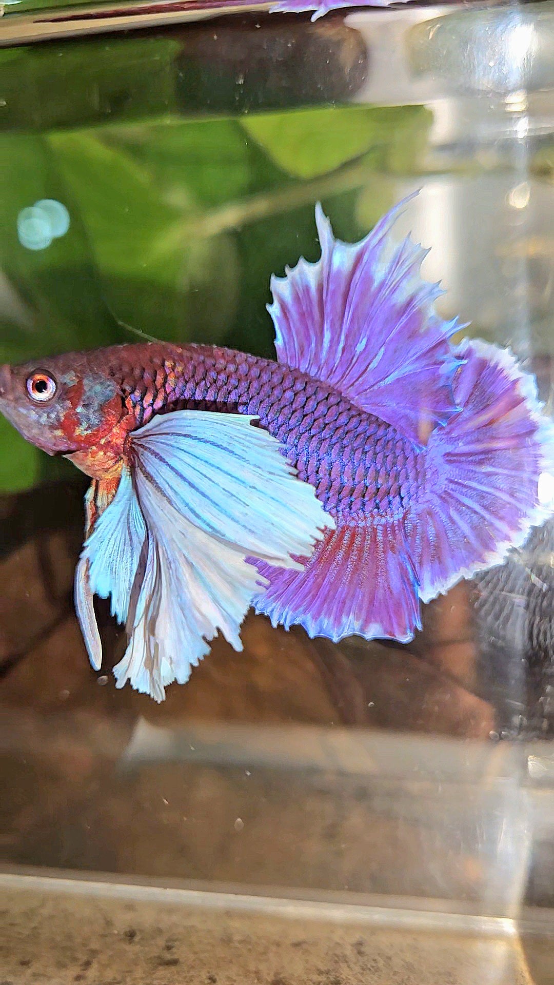 LUXURY PLAKAT SUPER DUMBO EAR THANOS SUPER PURPLE BETTA FISH