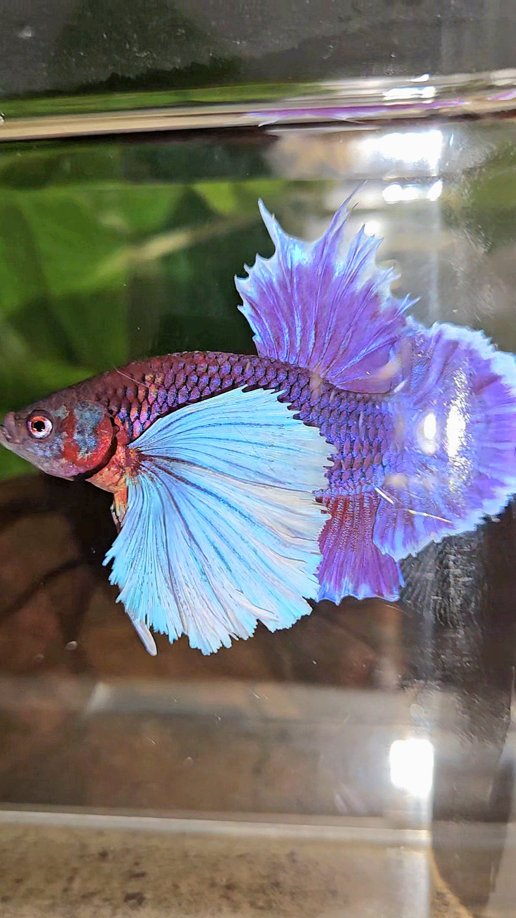 LUXURY PLAKAT SUPER DUMBO EAR THANOS SUPER PURPLE BETTA FISH