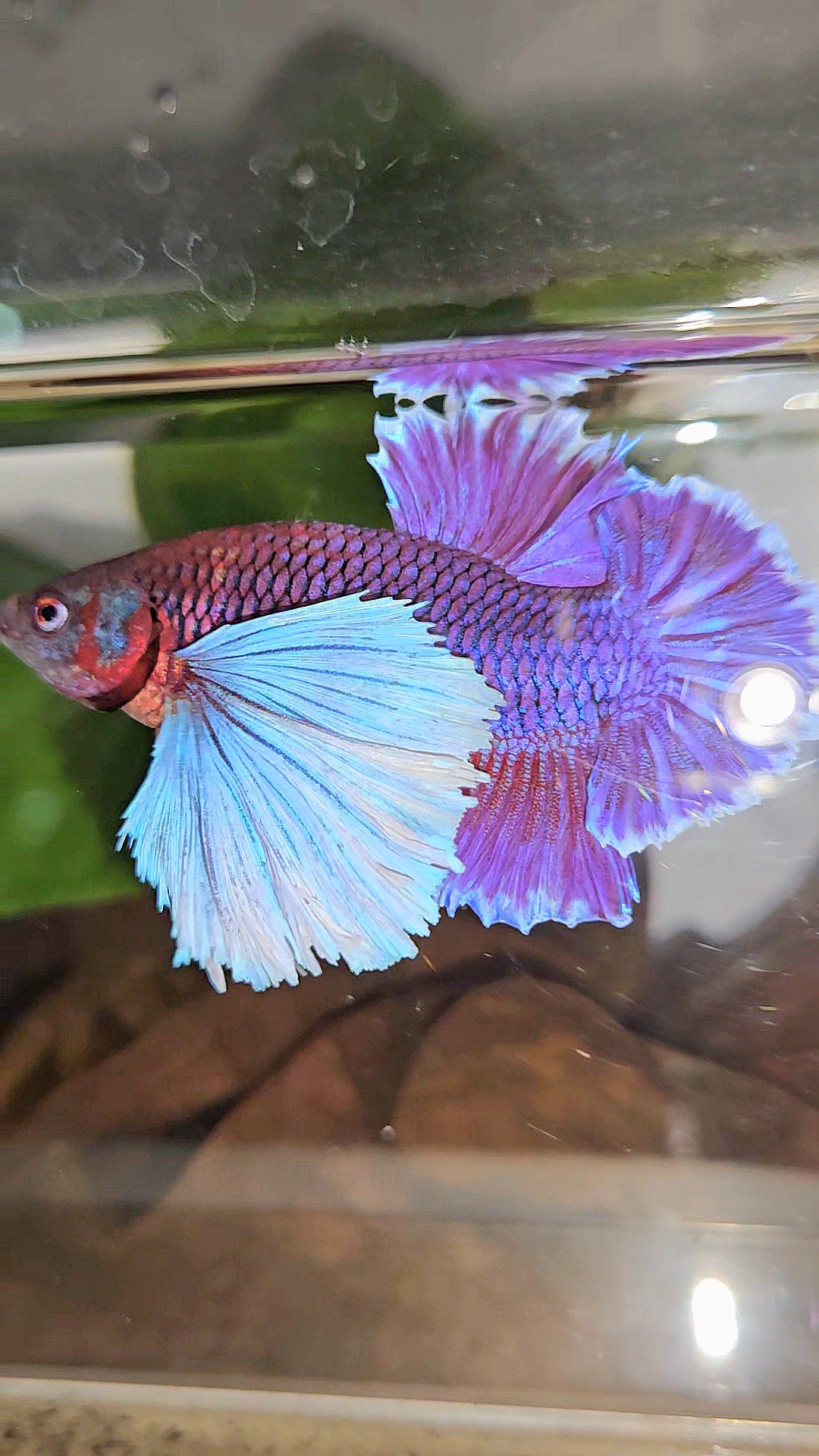LUXURY PLAKAT SUPER DUMBO EAR THANOS SUPER PURPLE BETTA FISH