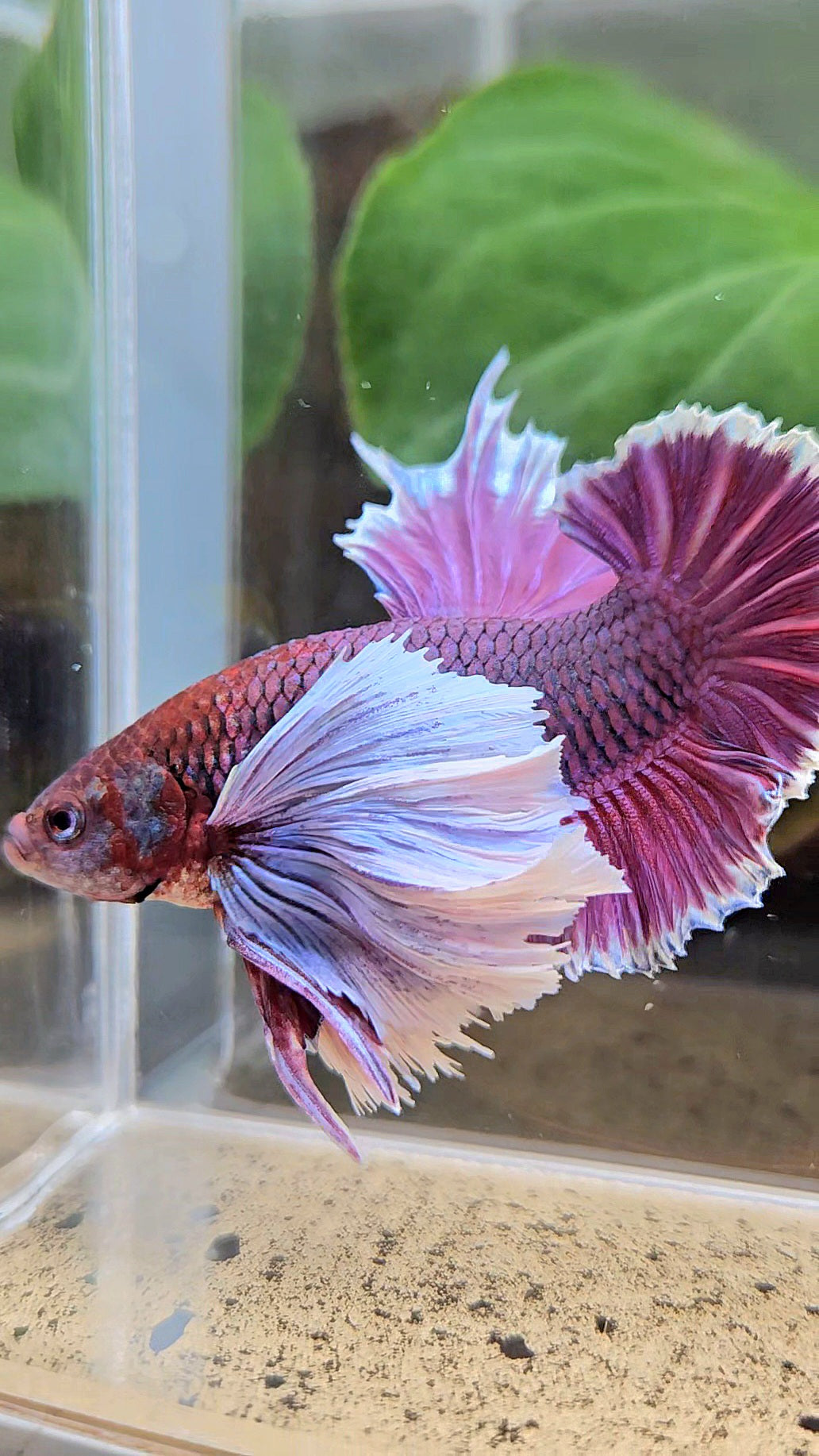 LUXURY PLAKAT SUPER DUMBO EAR THANOS SUPER PURPLE BETTA FISH