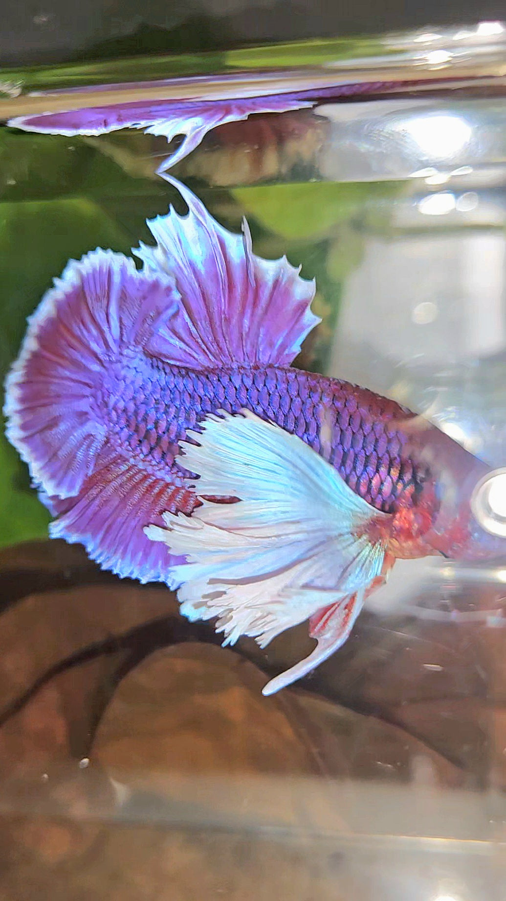 LUXURY PLAKAT SUPER DUMBO EAR THANOS SUPER PURPLE BETTA FISH