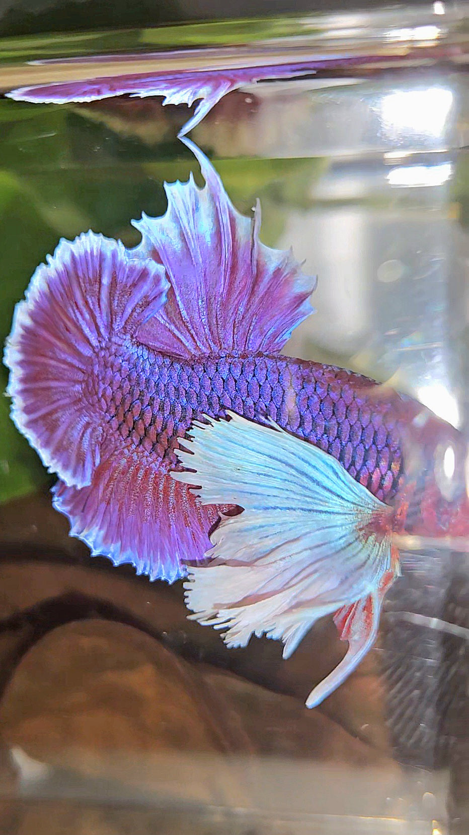 LUXURY PLAKAT SUPER DUMBO EAR THANOS SUPER PURPLE BETTA FISH