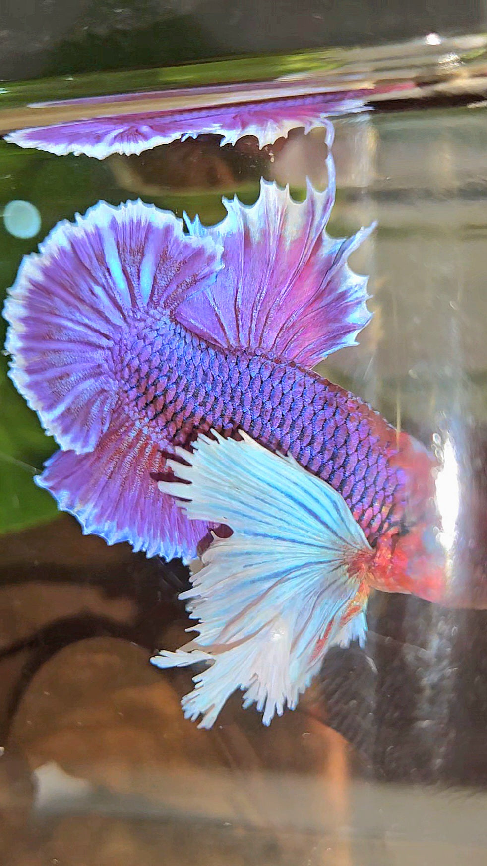 LUXURY PLAKAT SUPER DUMBO EAR THANOS SUPER PURPLE BETTA FISH