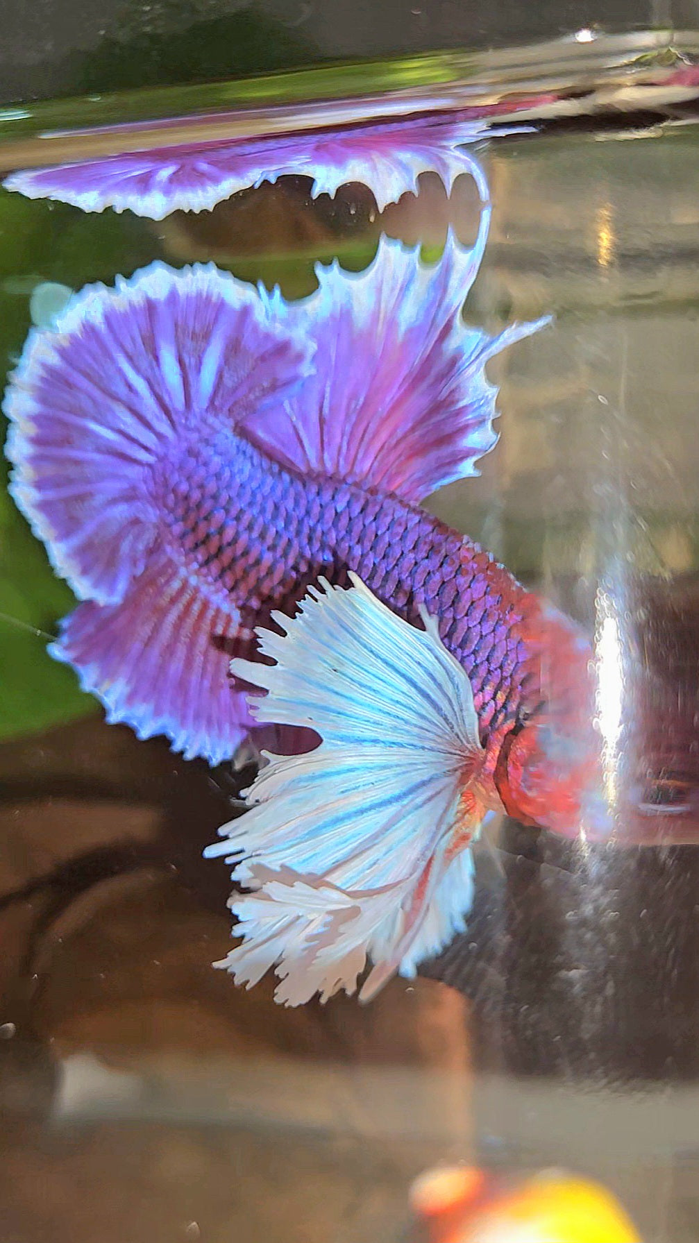 LUXURY PLAKAT SUPER DUMBO EAR THANOS SUPER PURPLE BETTA FISH