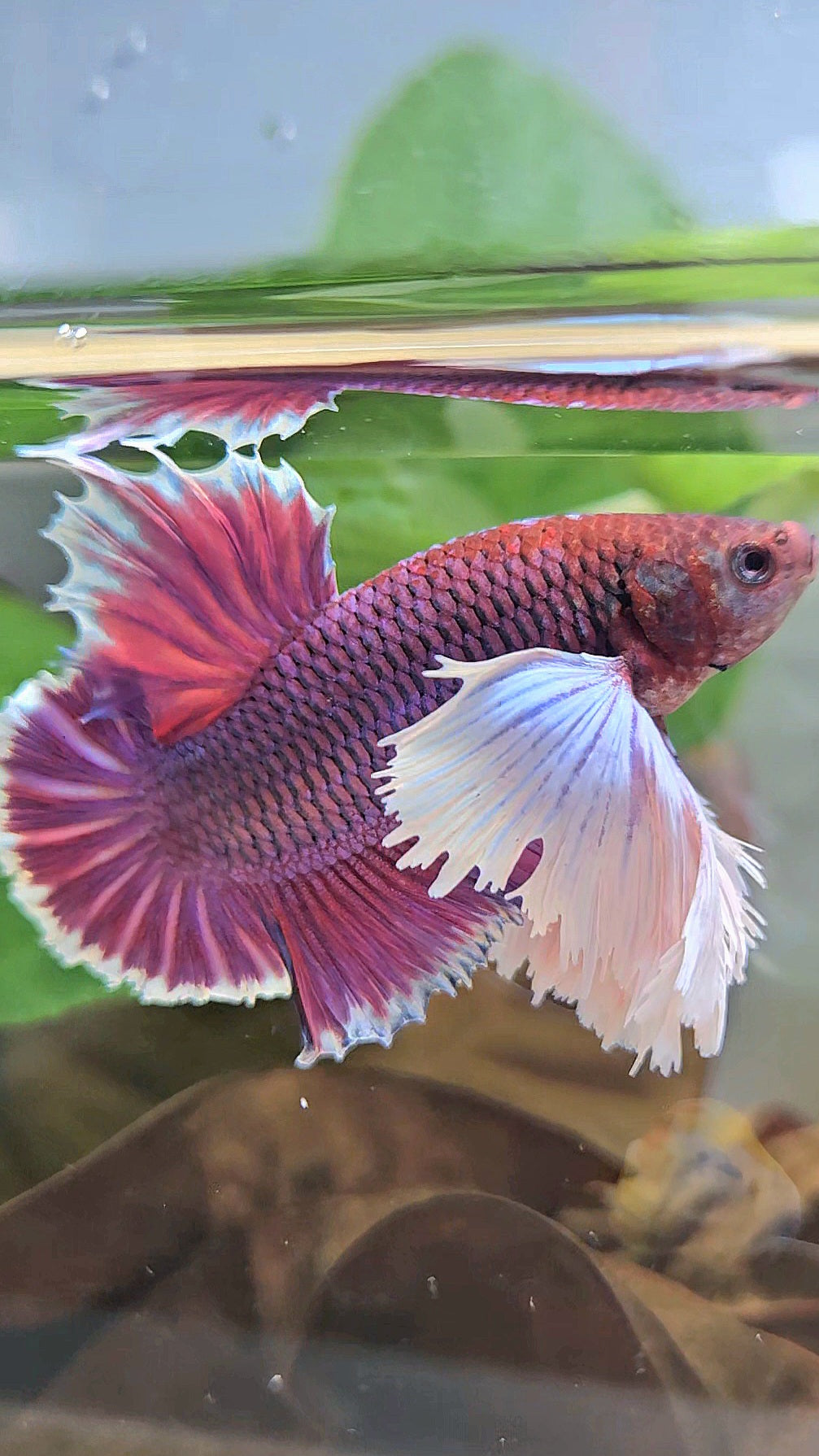 LUXURY PLAKAT SUPER DUMBO EAR THANOS SUPER PURPLE BETTA FISH