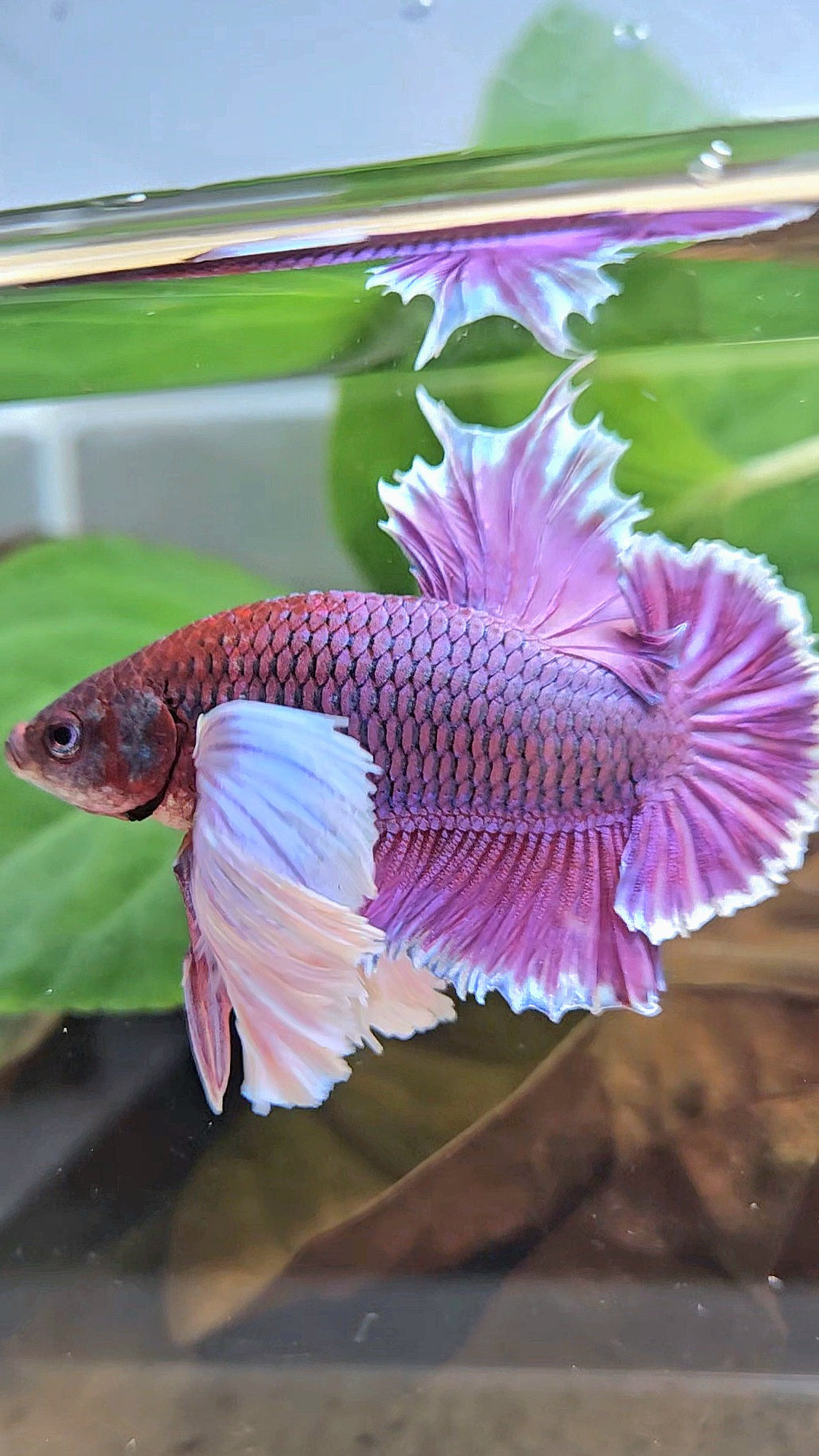 LUXURY PLAKAT SUPER DUMBO EAR THANOS SUPER PURPLE BETTA FISH