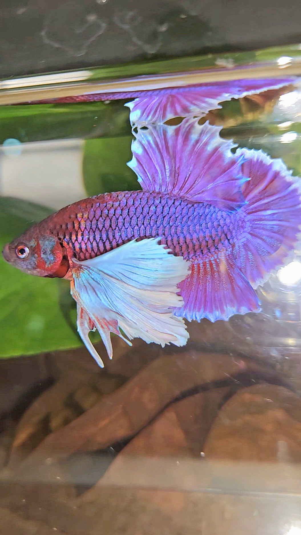 LUXURY PLAKAT SUPER DUMBO EAR THANOS SUPER PURPLE BETTA FISH