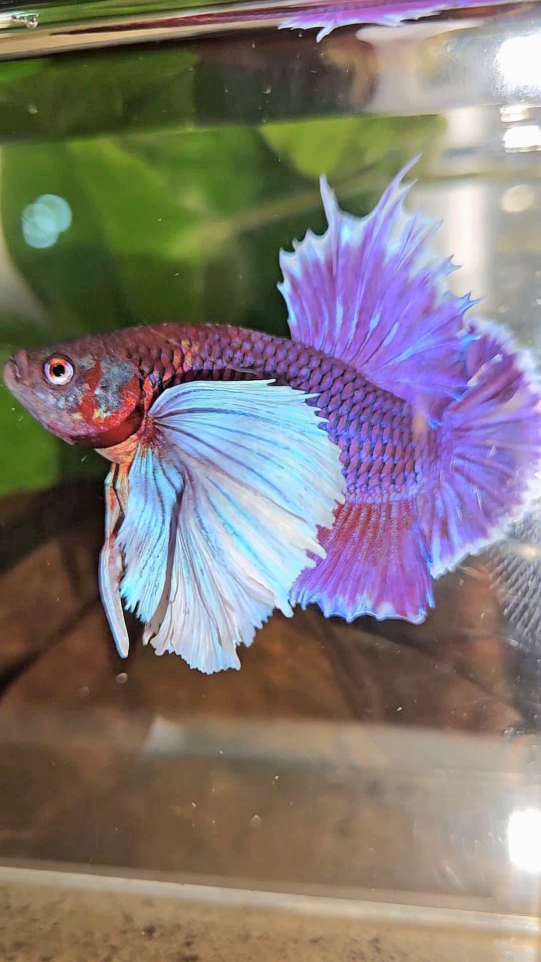 LUXURY PLAKAT SUPER DUMBO EAR THANOS SUPER PURPLE BETTA FISH