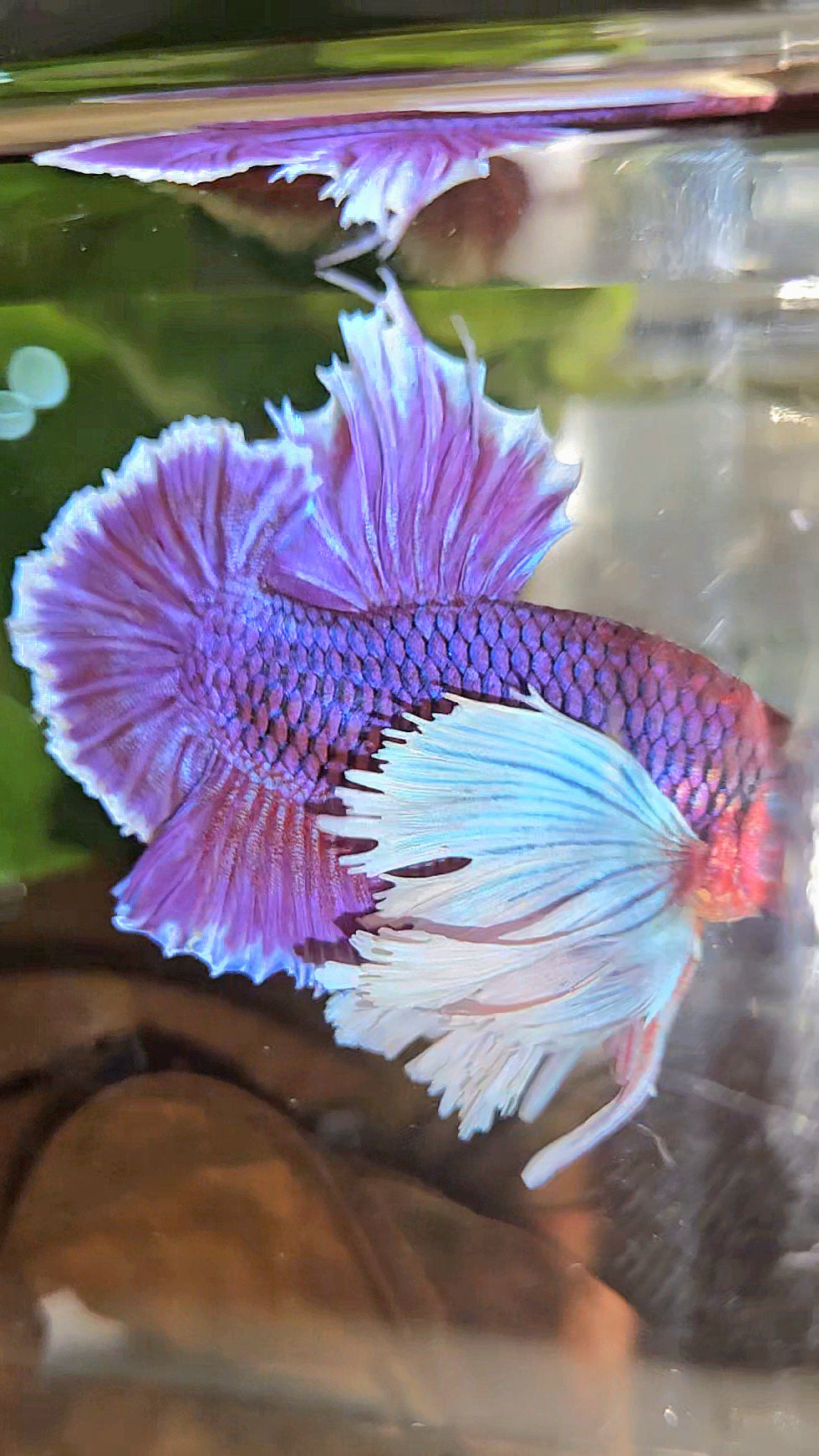 LUXURY PLAKAT SUPER DUMBO EAR THANOS SUPER PURPLE BETTA FISH