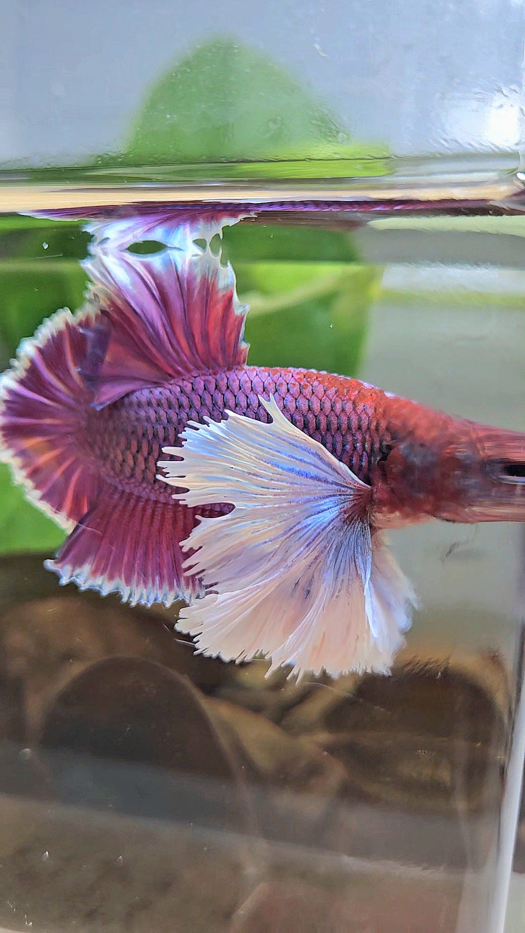 LUXURY PLAKAT SUPER DUMBO EAR THANOS SUPER PURPLE BETTA FISH