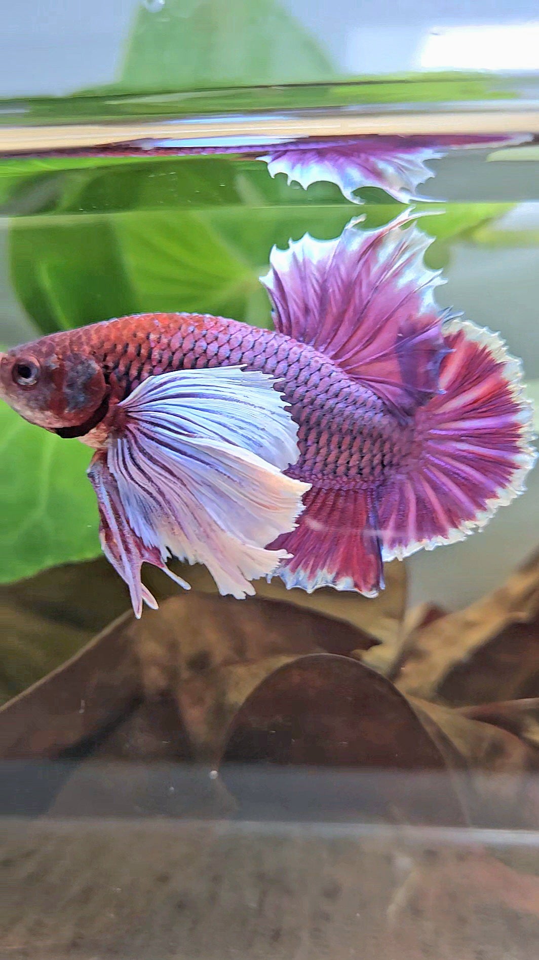 LUXURY PLAKAT SUPER DUMBO EAR THANOS SUPER PURPLE BETTA FISH