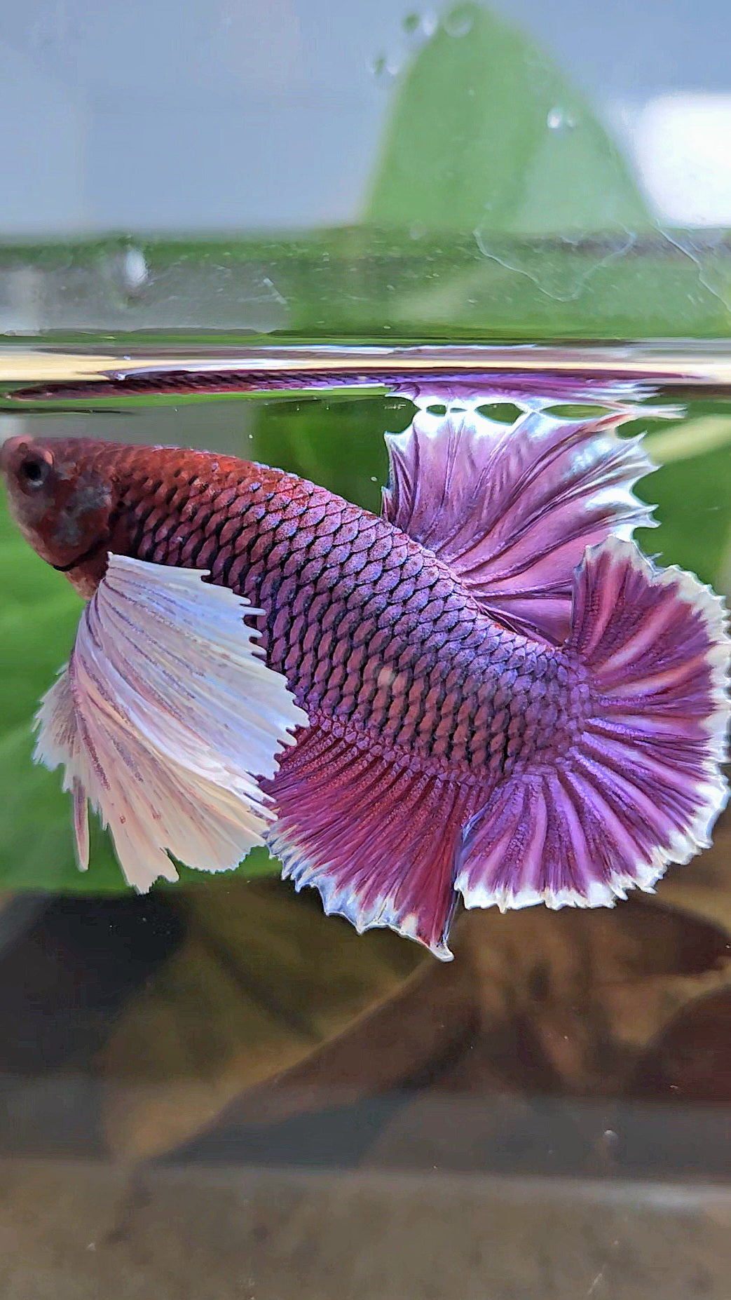 LUXURY PLAKAT SUPER DUMBO EAR THANOS SUPER PURPLE BETTA FISH