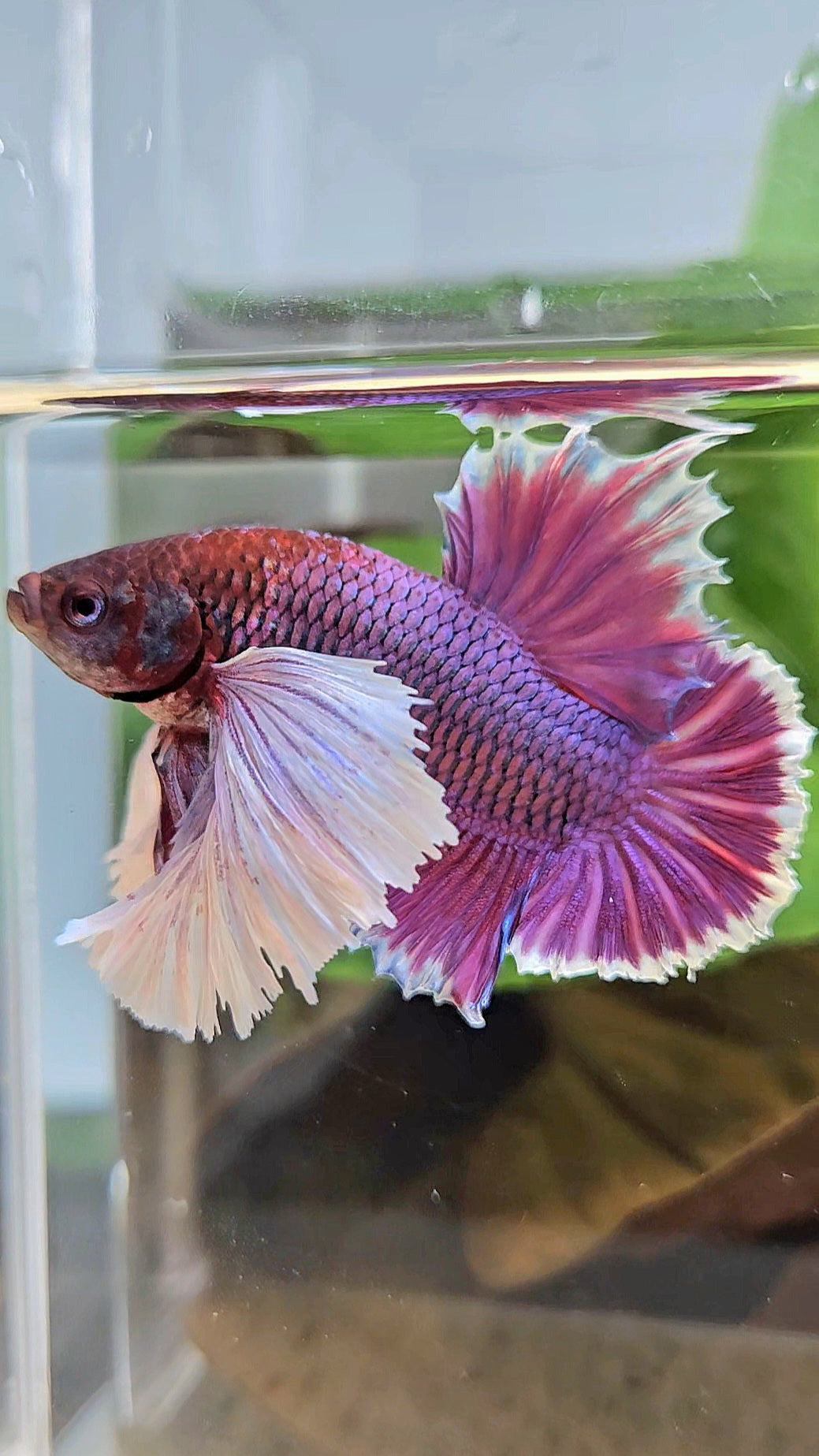 LUXURY PLAKAT SUPER DUMBO EAR THANOS SUPER PURPLE BETTA FISH
