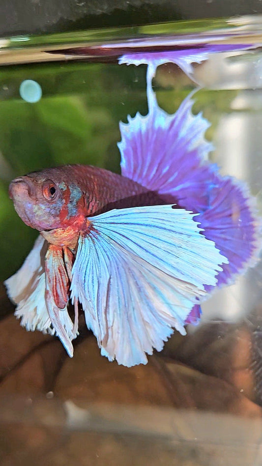 LUXURY PLAKAT SUPER DUMBO EAR THANOS SUPER PURPLE BETTA FISH