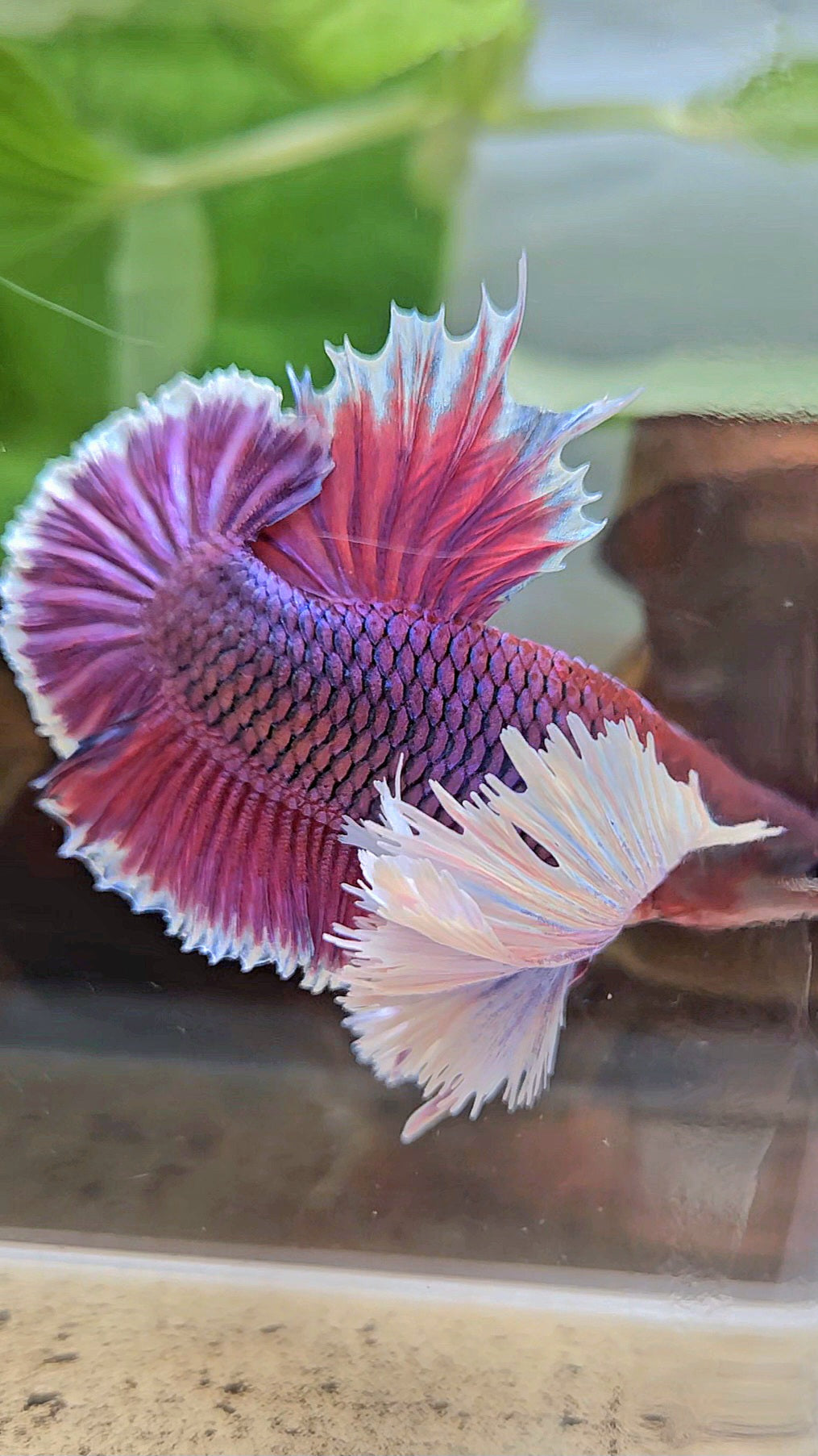 LUXURY PLAKAT SUPER DUMBO EAR THANOS SUPER PURPLE BETTA FISH