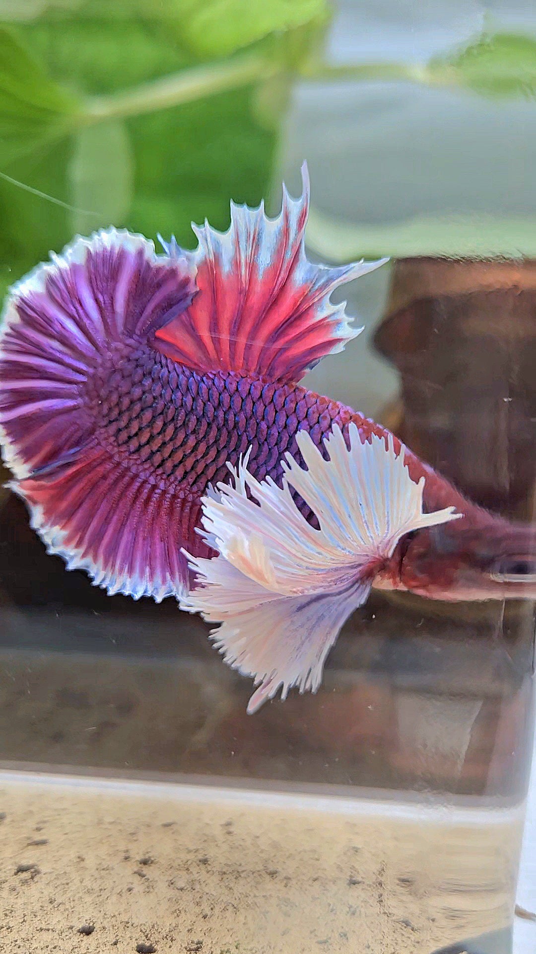 LUXURY PLAKAT SUPER DUMBO EAR THANOS SUPER PURPLE BETTA FISH