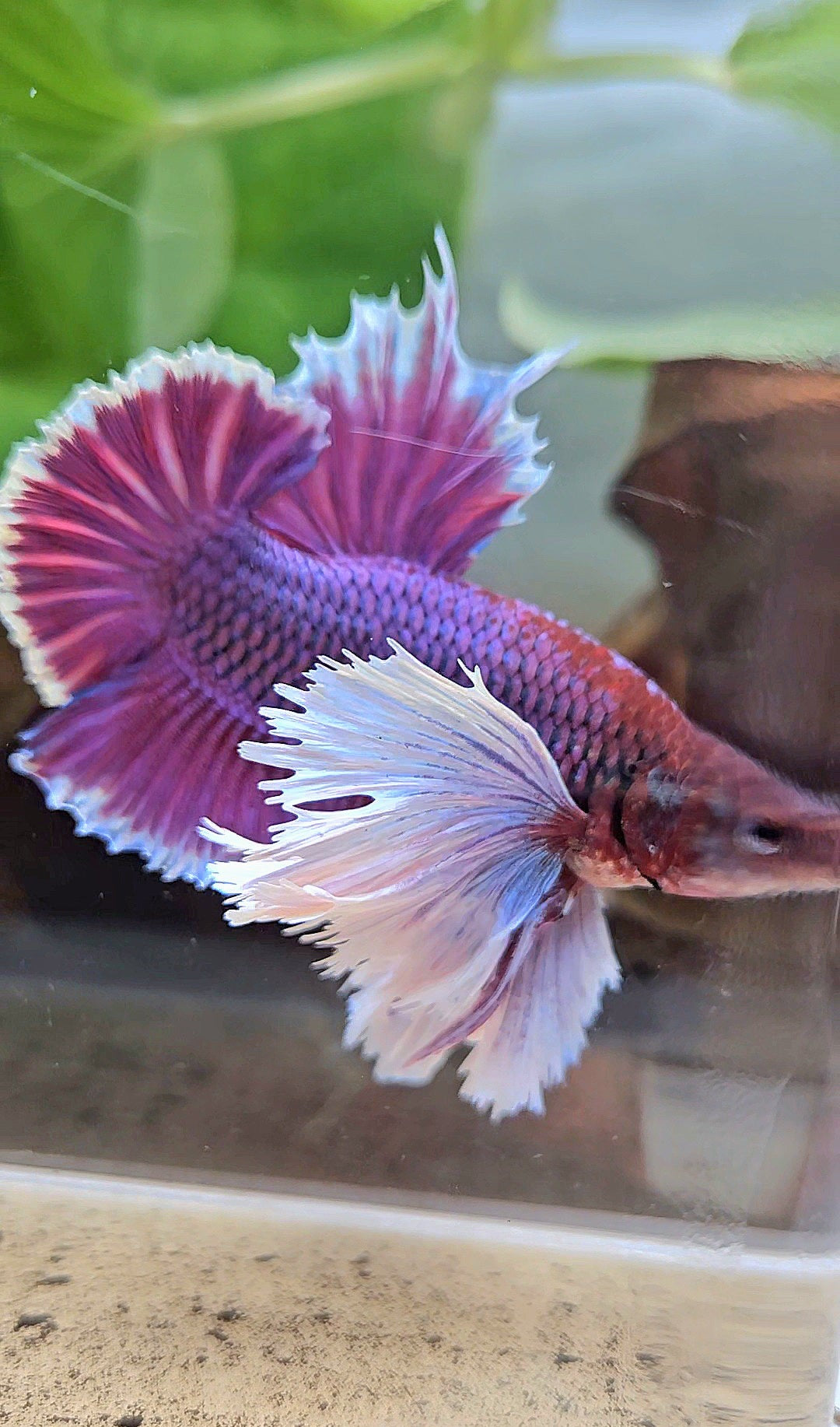 LUXURY PLAKAT SUPER DUMBO EAR THANOS SUPER PURPLE BETTA FISH