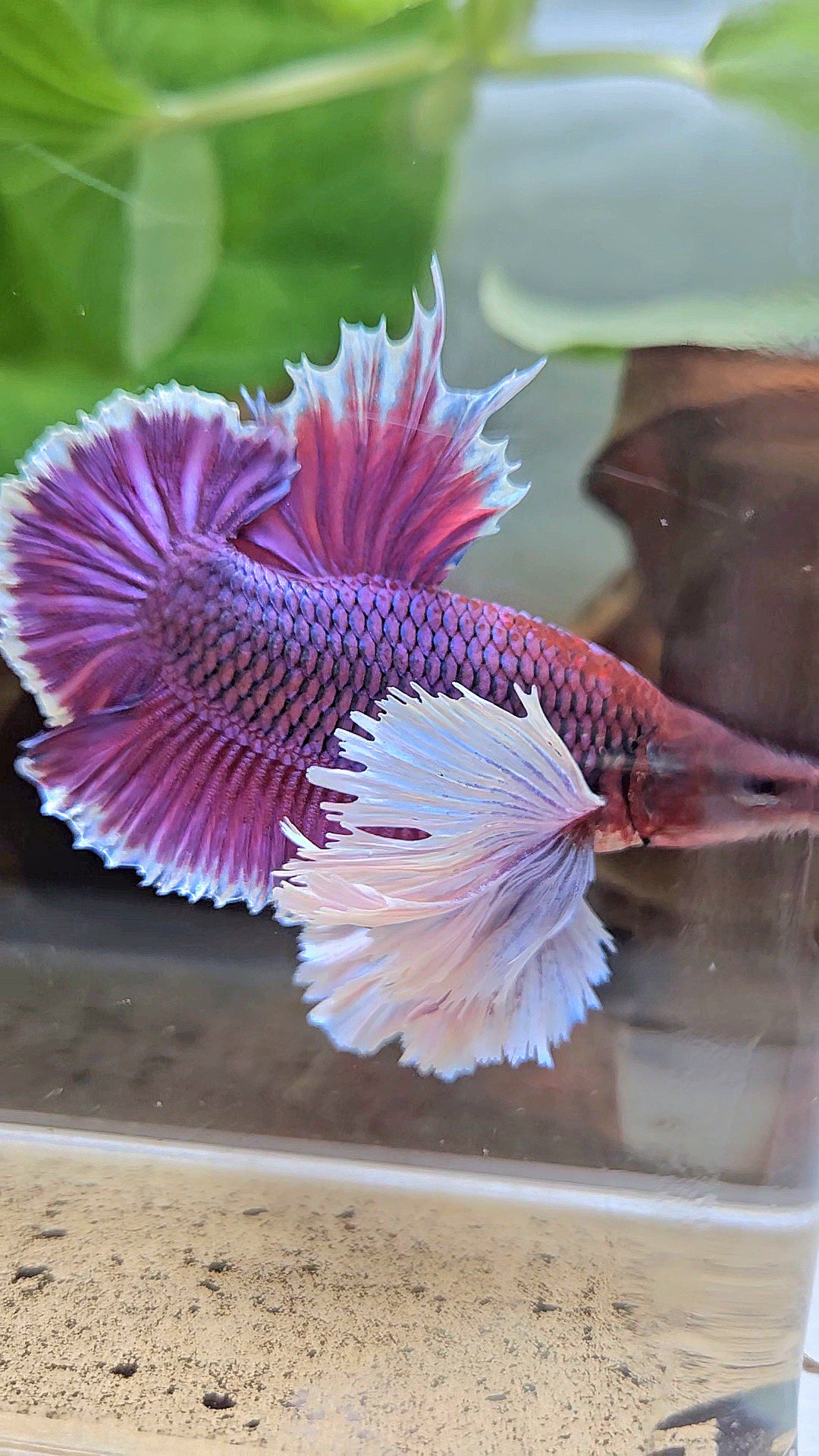 LUXURY PLAKAT SUPER DUMBO EAR THANOS SUPER PURPLE BETTA FISH