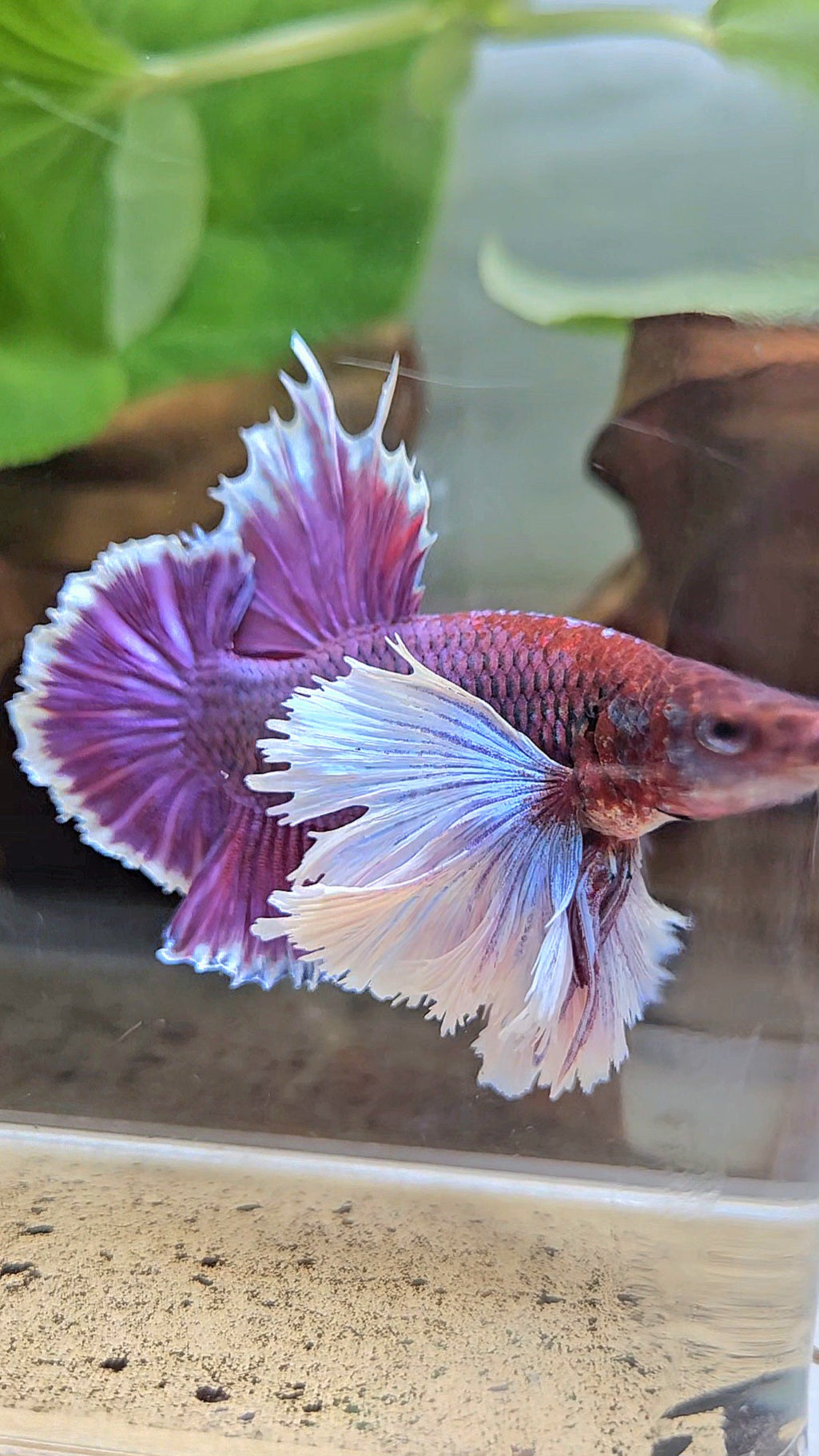LUXURY PLAKAT SUPER DUMBO EAR THANOS SUPER PURPLE BETTA FISH