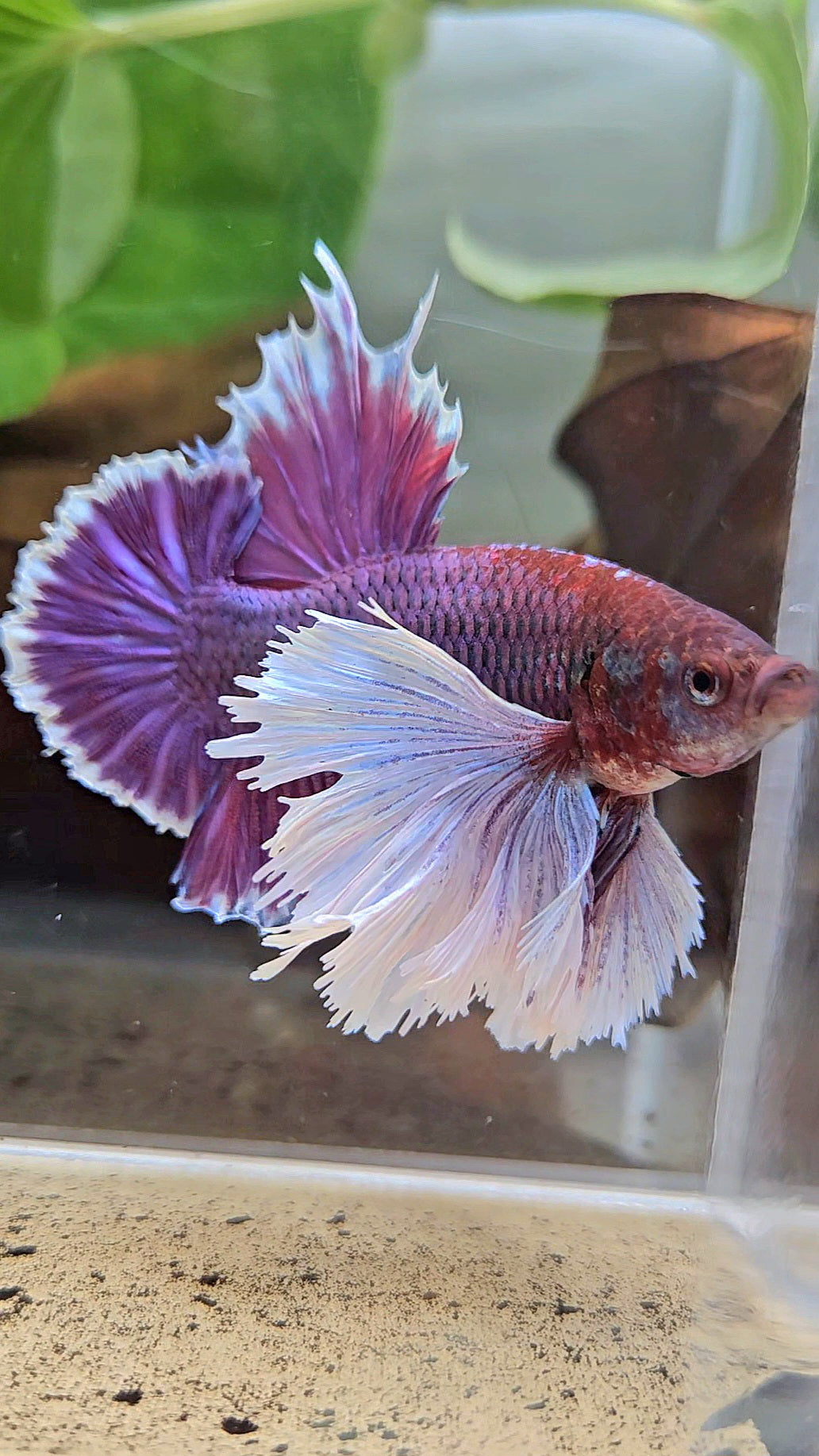 LUXURY PLAKAT SUPER DUMBO EAR THANOS SUPER PURPLE BETTA FISH