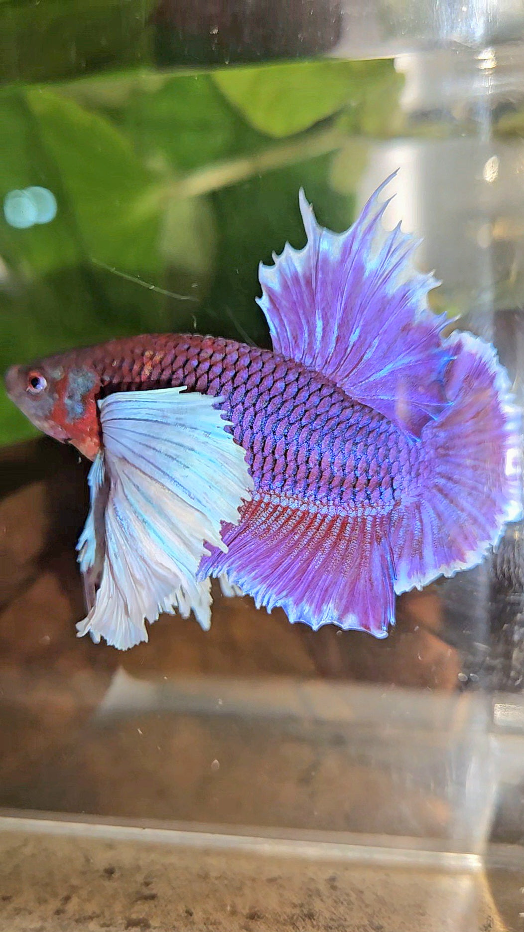 LUXURY PLAKAT SUPER DUMBO EAR THANOS SUPER PURPLE BETTA FISH