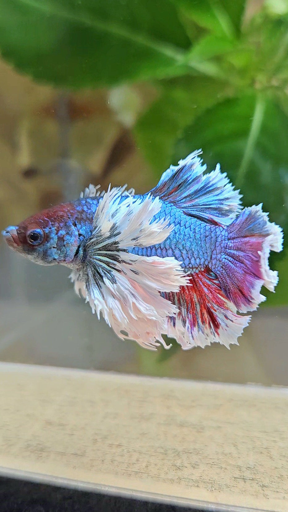 LUXURY KING PLAKAT ROSETAIL SUPER DUMBO EAR TURQUOISE BETTA FISH