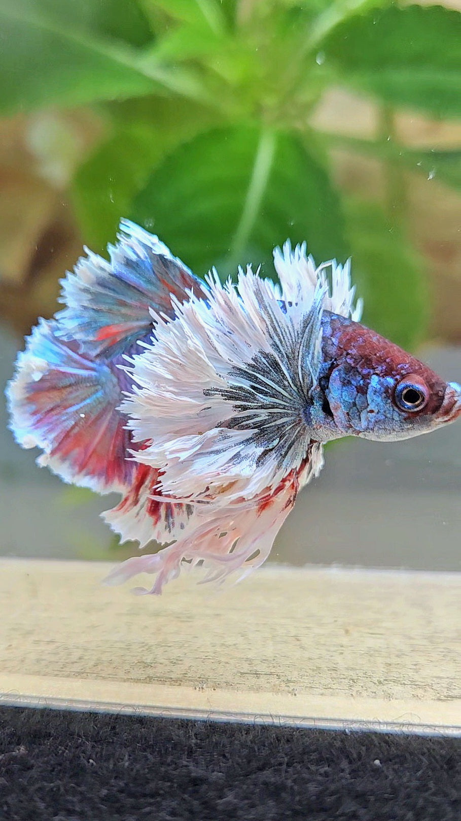 LUXURY KING PLAKAT ROSETAIL SUPER DUMBO EAR TURQUOISE BETTA FISH
