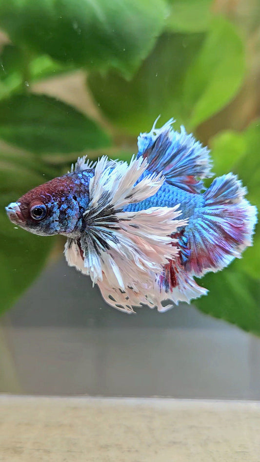 LUXURY KING PLAKAT ROSETAIL SUPER DUMBO EAR TURQUOISE BETTA FISH