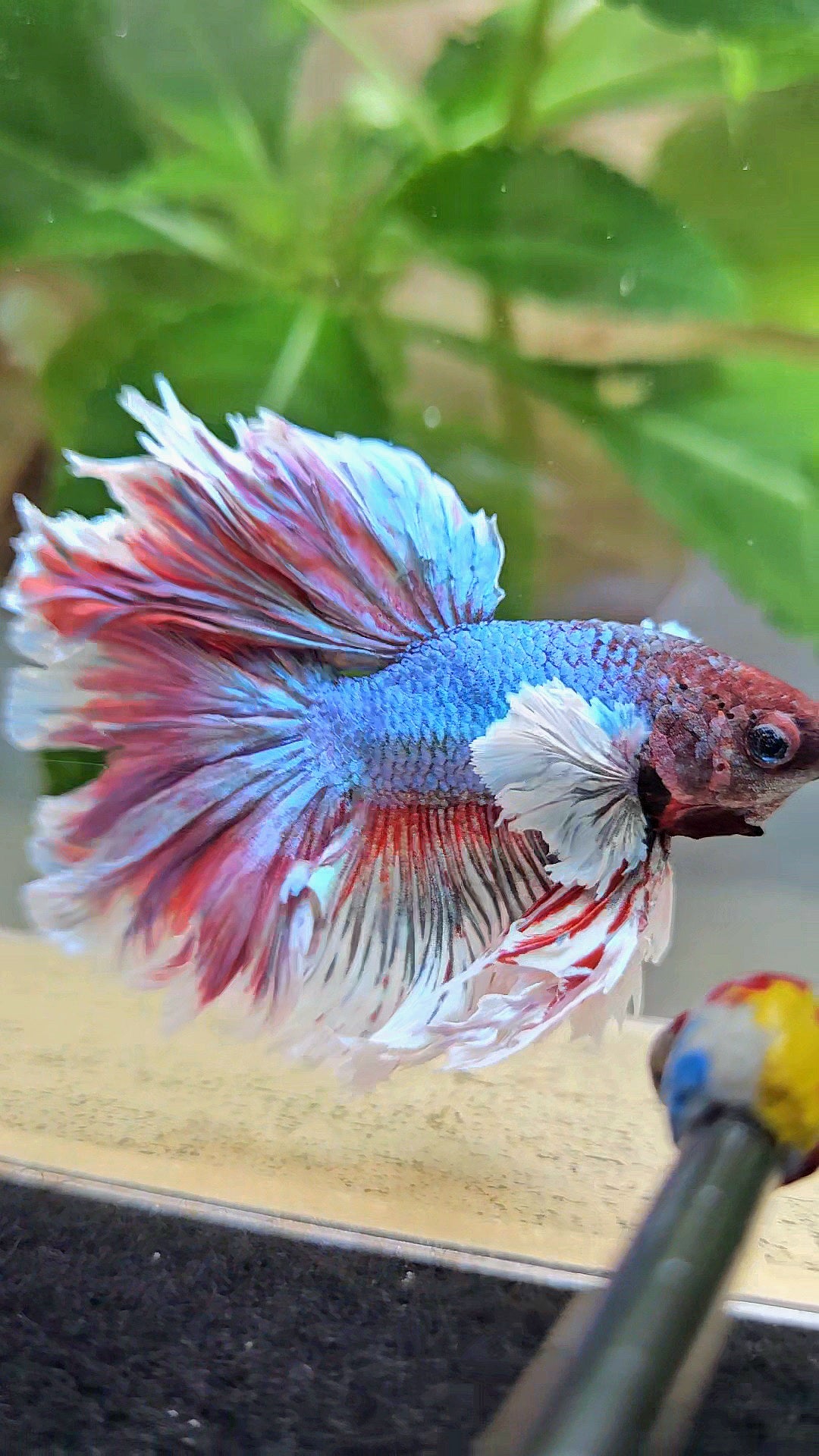 KING ROSETAIL HALFMOON DUMBO EAR BLUE RED BETTA FISH