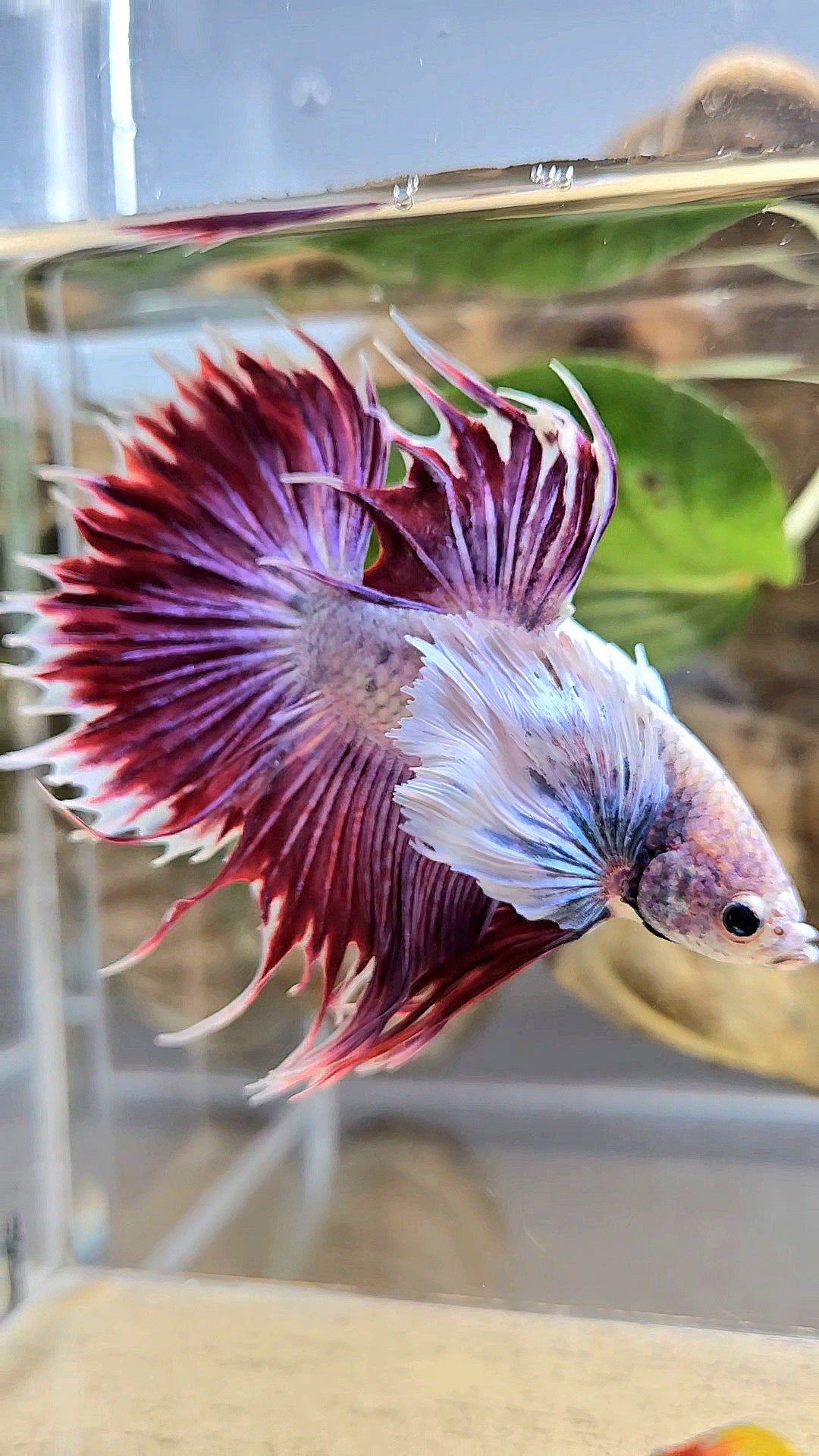 CROWNTAIL SUPER DUMBO EAR PURPLE BETTA FISH