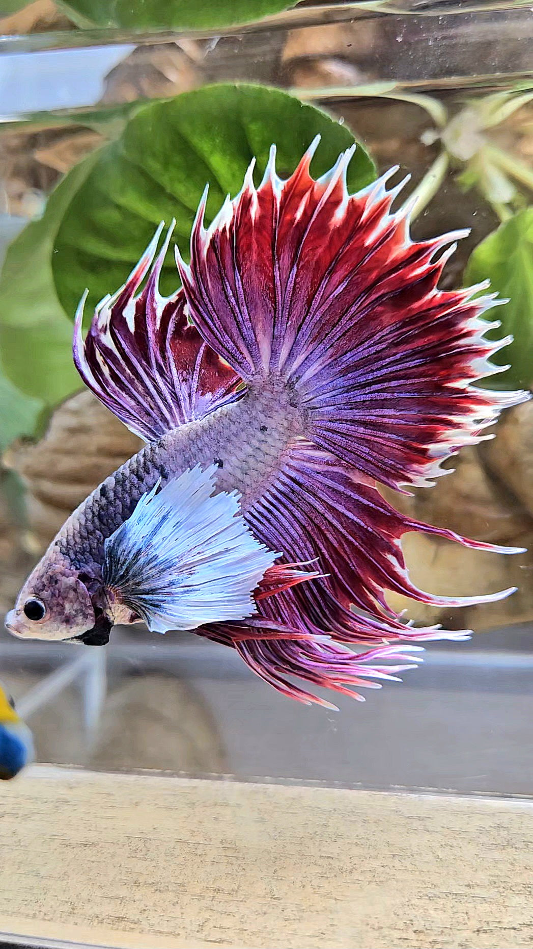 CROWNTAIL SUPER DUMBO EAR PURPLE BETTA FISH