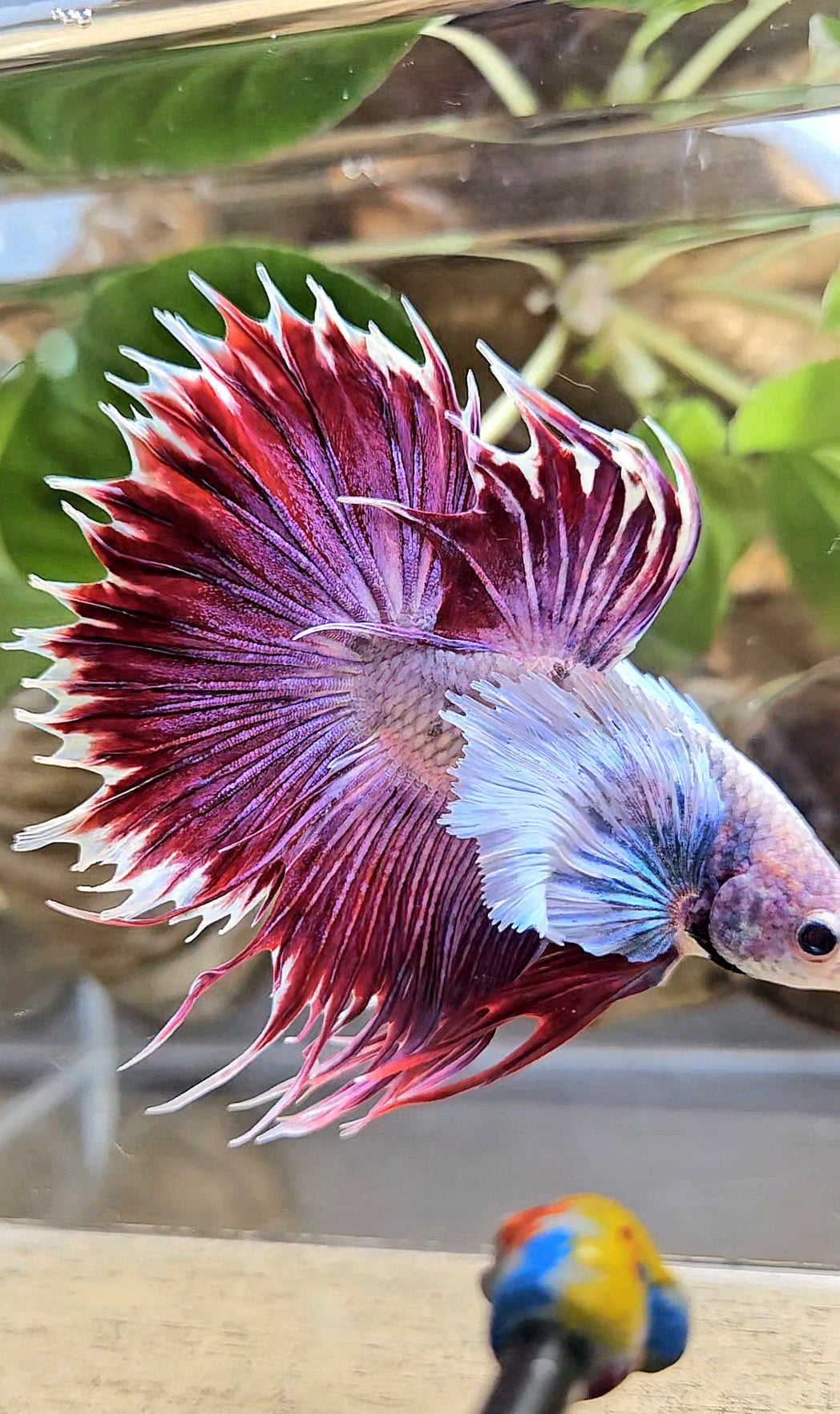 CROWNTAIL SUPER DUMBO EAR PURPLE BETTA FISH