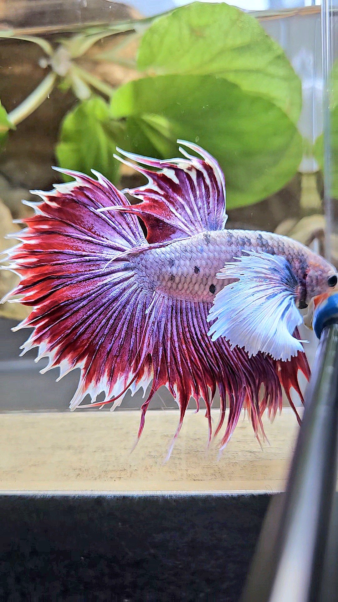 CROWNTAIL SUPER DUMBO EAR PURPLE BETTA FISH