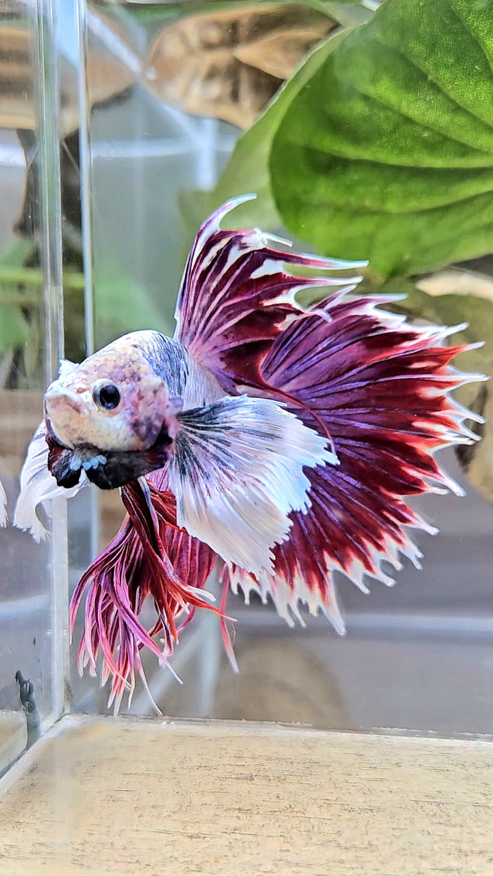 CROWNTAIL SUPER DUMBO EAR PURPLE BETTA FISH