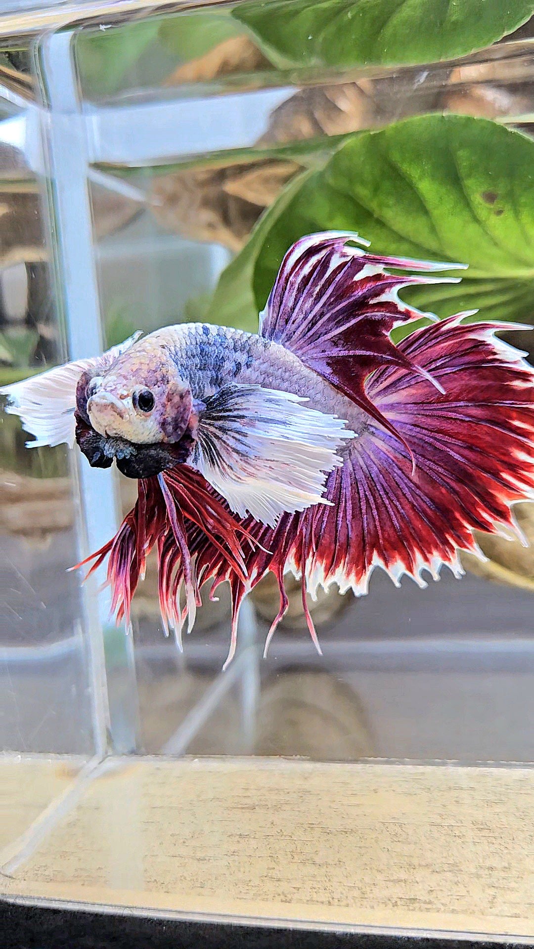 CROWNTAIL SUPER DUMBO EAR PURPLE BETTA FISH