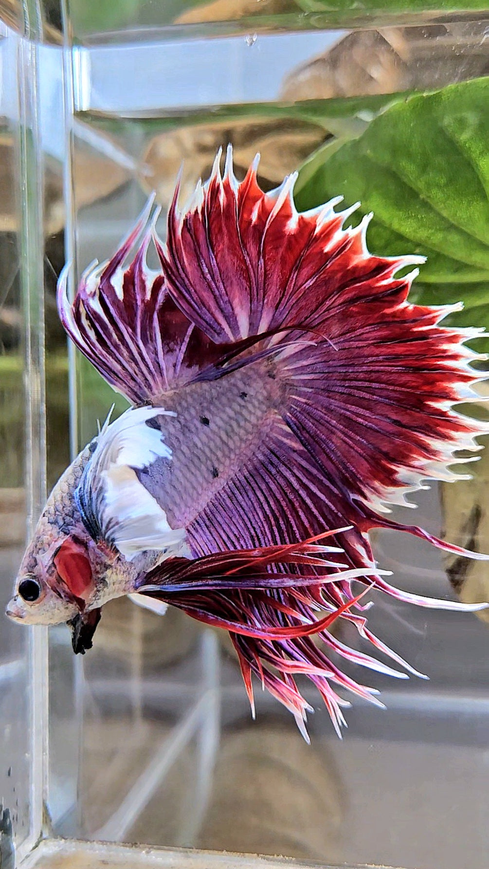 CROWNTAIL SUPER DUMBO EAR PURPLE BETTA FISH