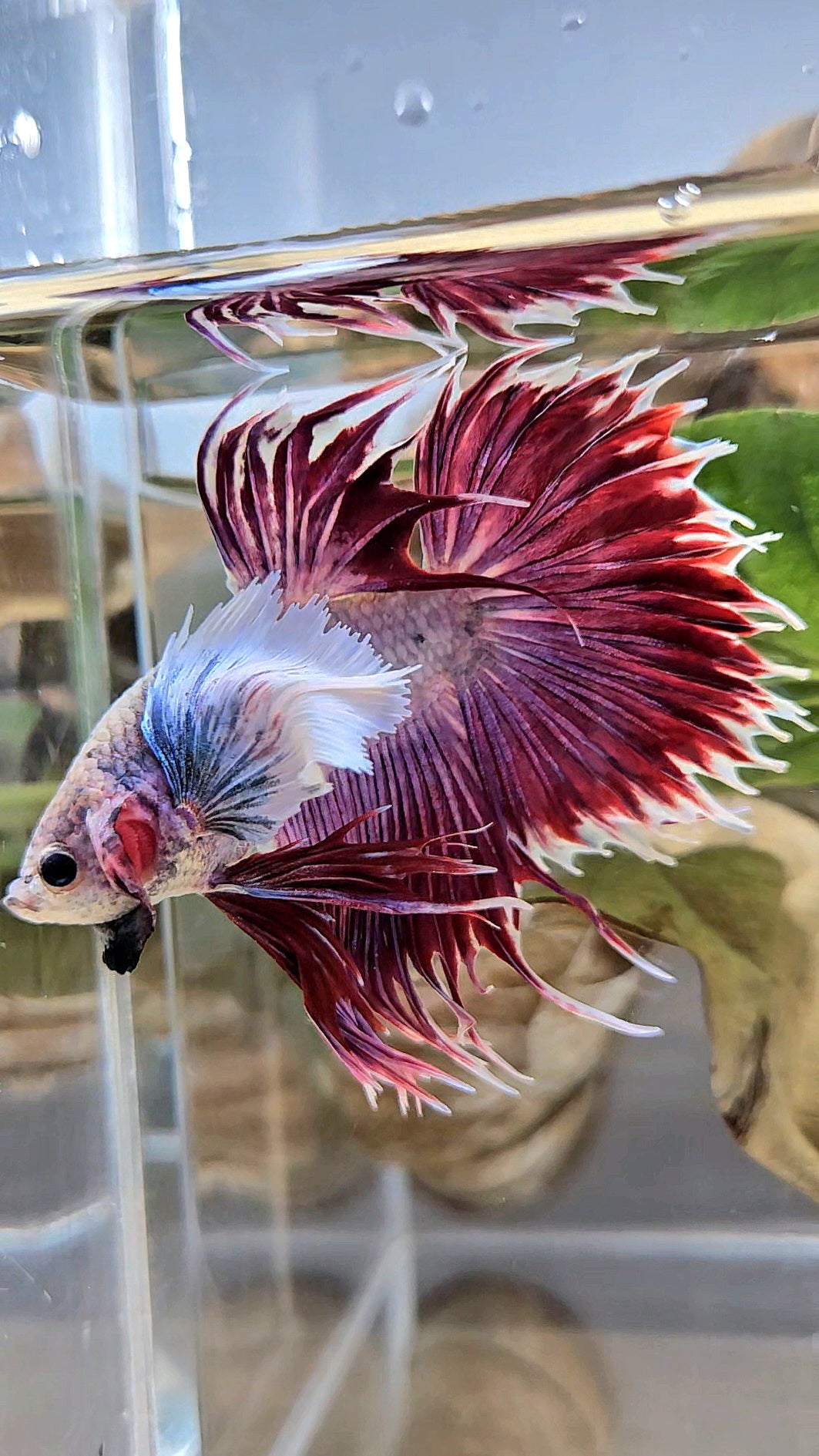 CROWNTAIL SUPER DUMBO EAR PURPLE BETTA FISH
